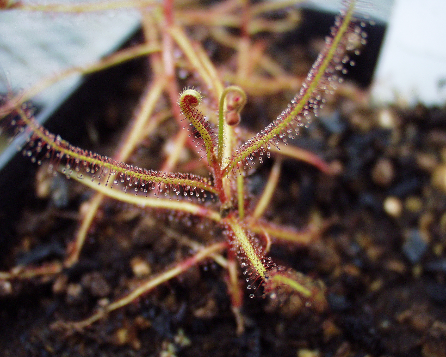 Drosera hartmeyerorum