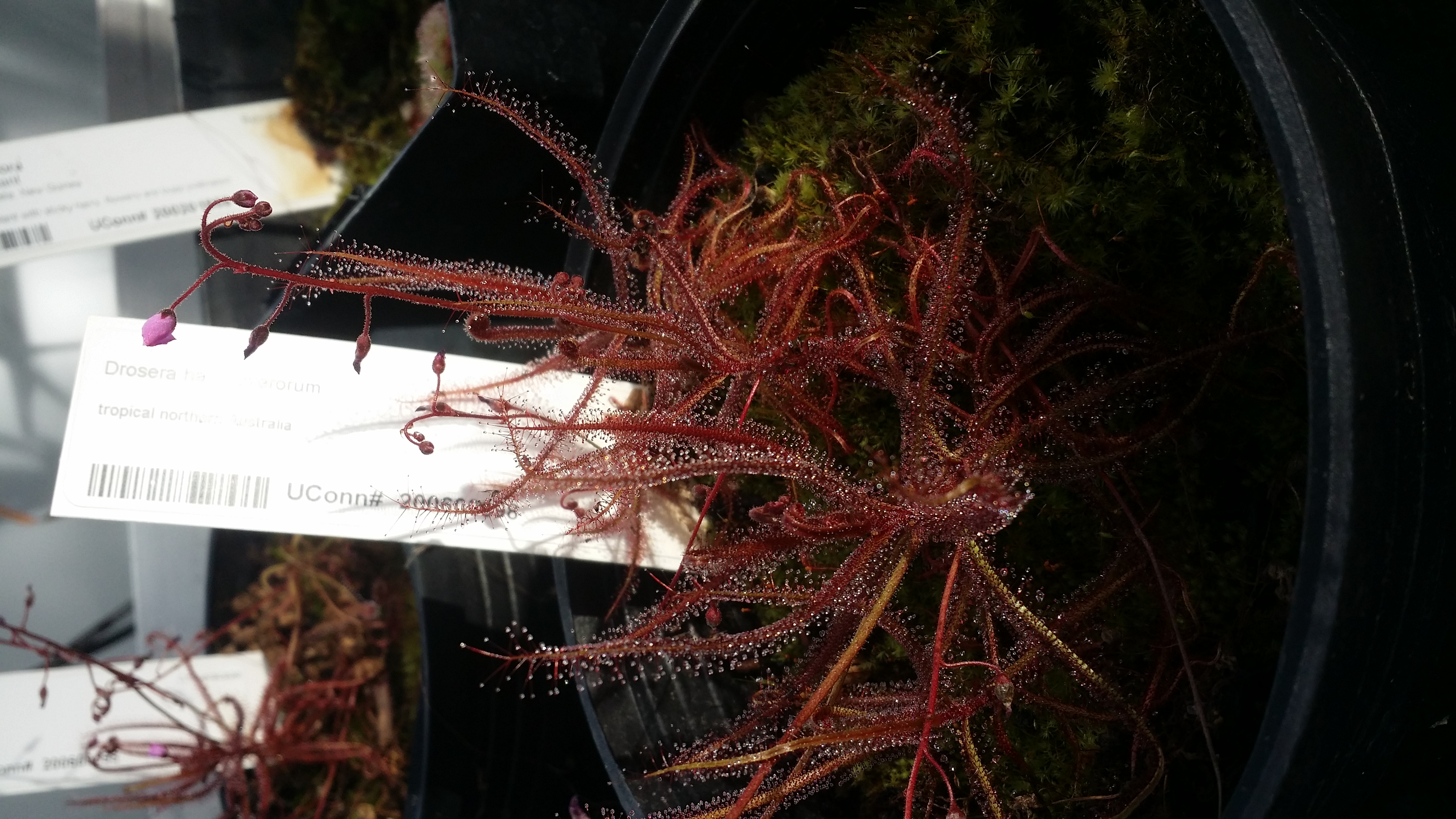 Drosera hartmeyerorum