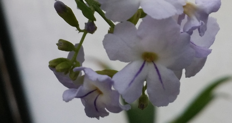 Duranta stenostachya