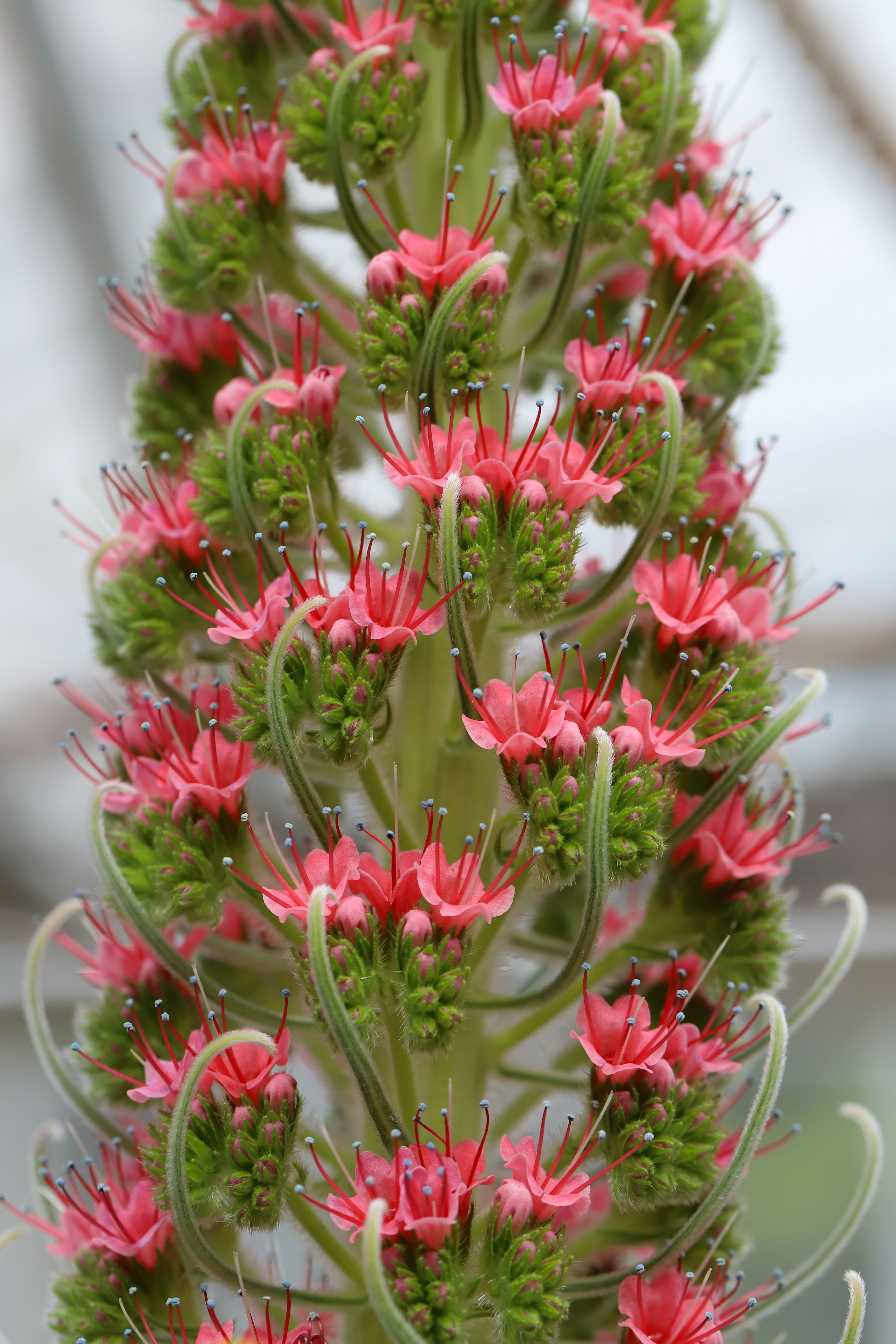 Echium wildprettii