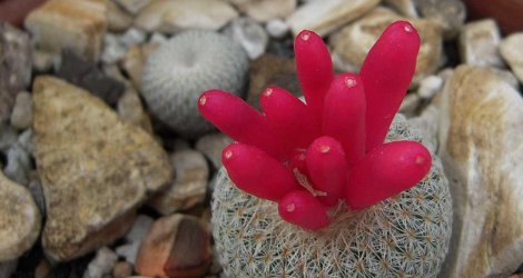 Epithelantha micromeris