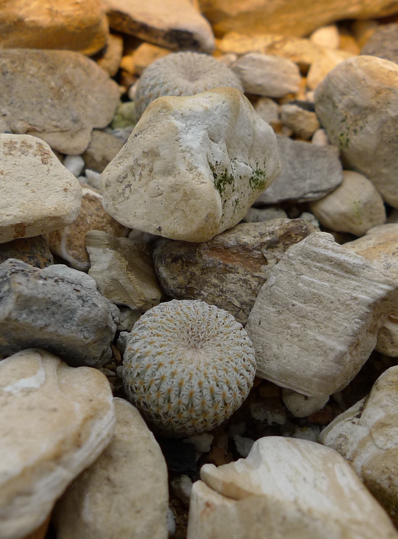 Epithelantha micromeris