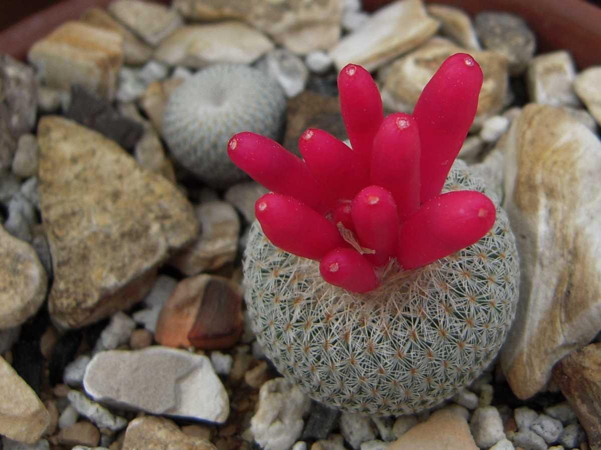 Epithelantha micromeris