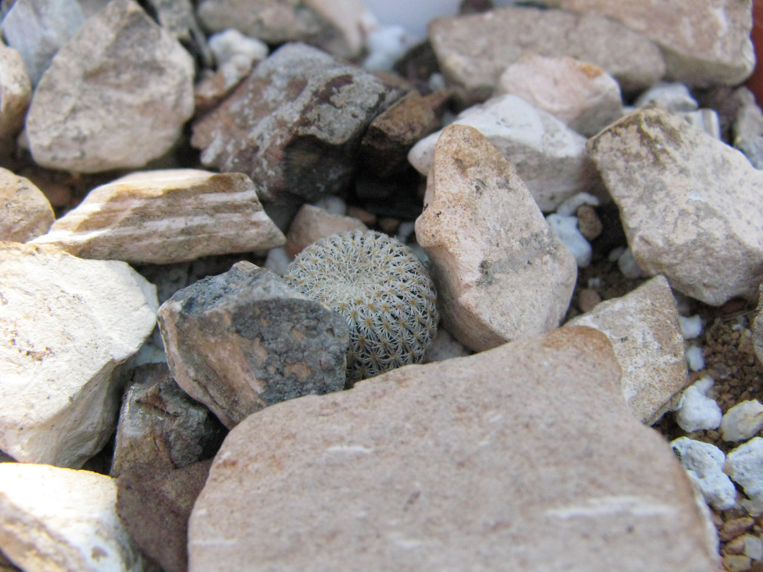 Epithelantha micromeris