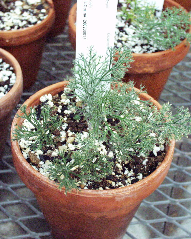 Eriospermum paradoxum