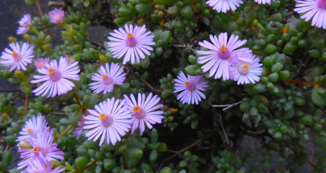 Esterhuysenia alpina