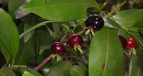 Eugenia brasiliensis