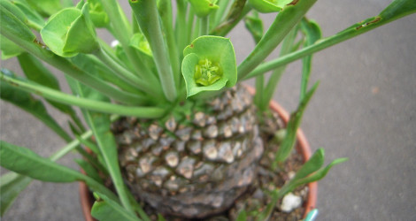 Euphorbia bupleurifolia