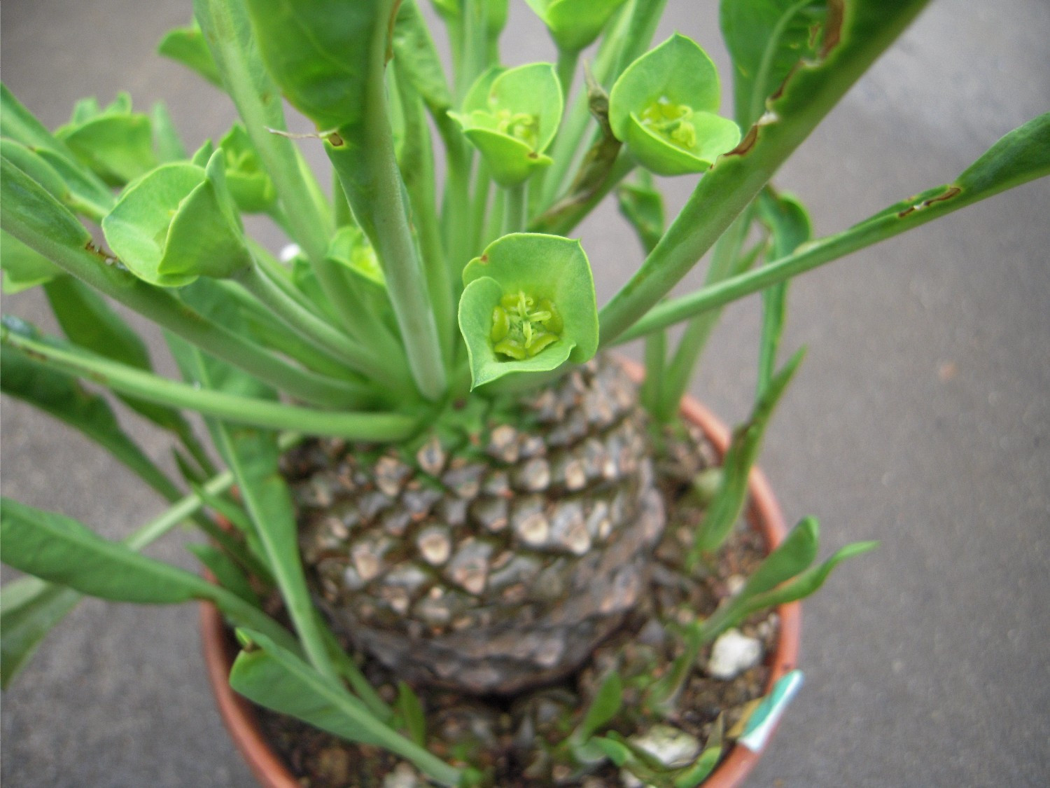 Euphorbia bupleurifolia