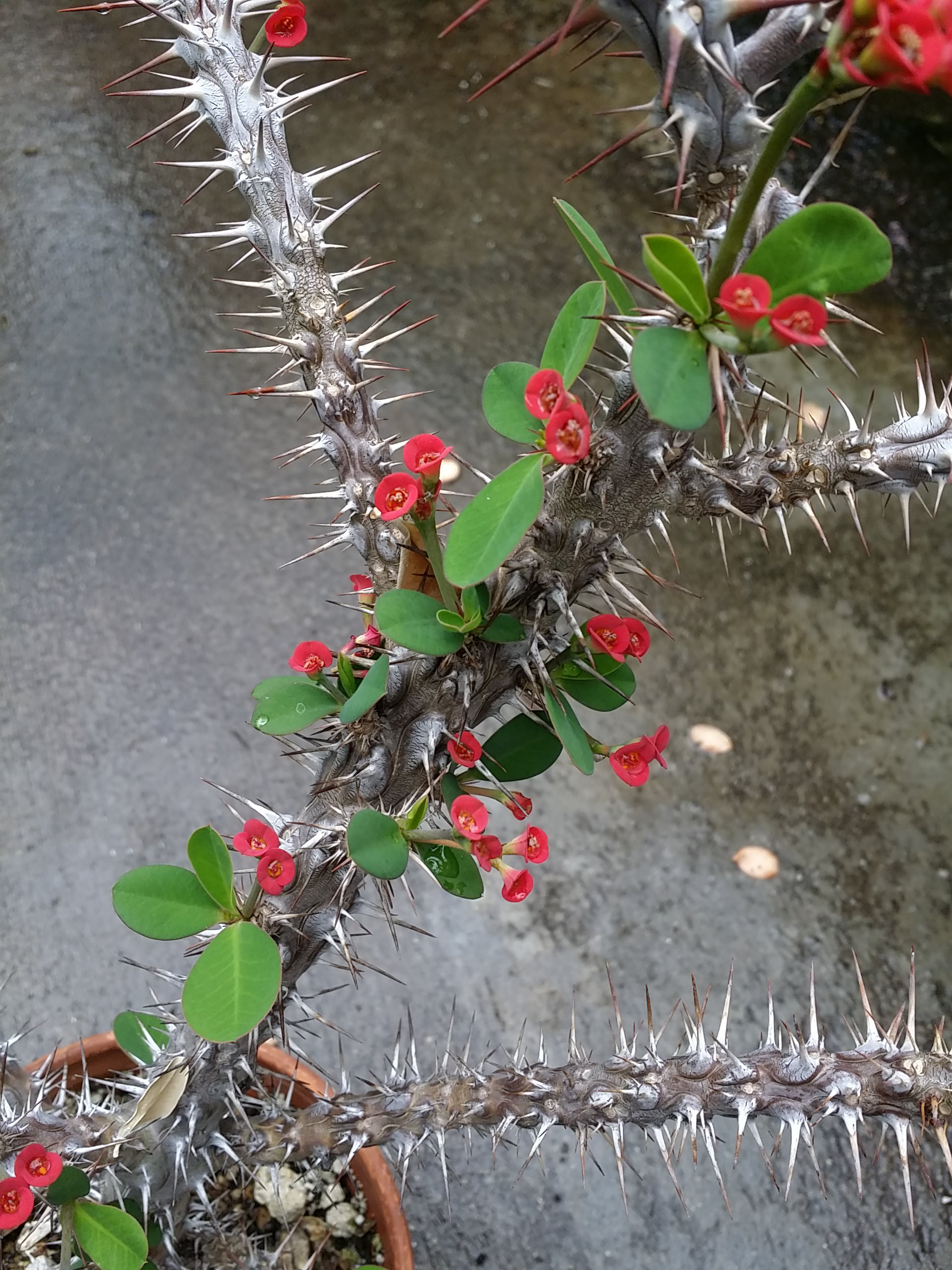 Euphorbia didiereoides