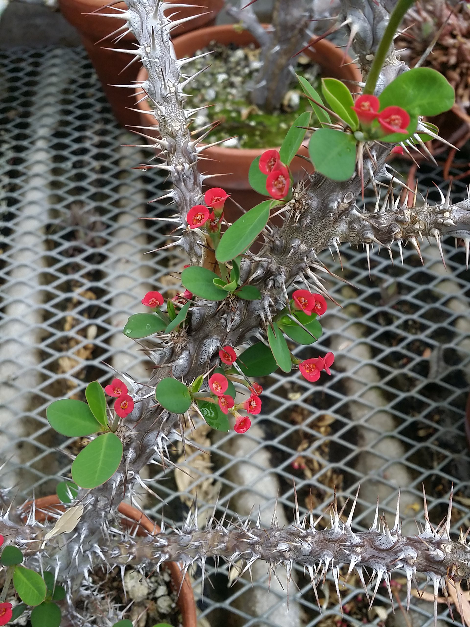 Euphorbia didiereoides