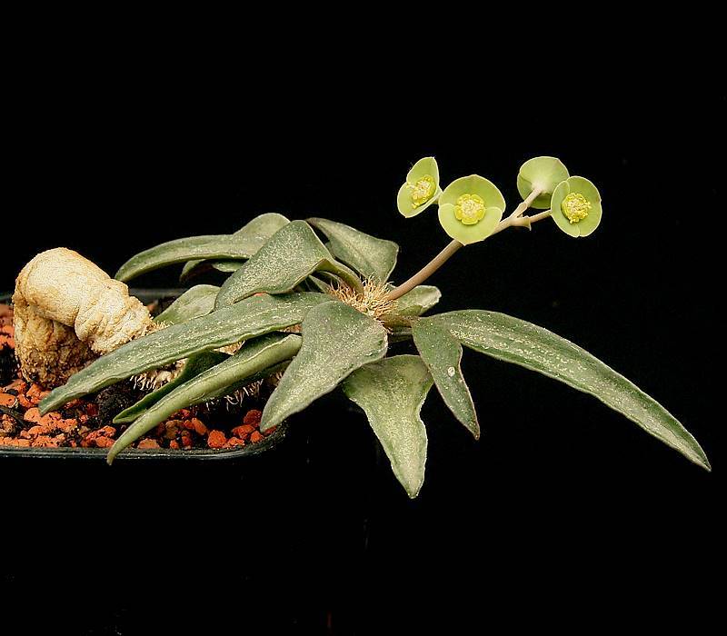 Euphorbia francoisii