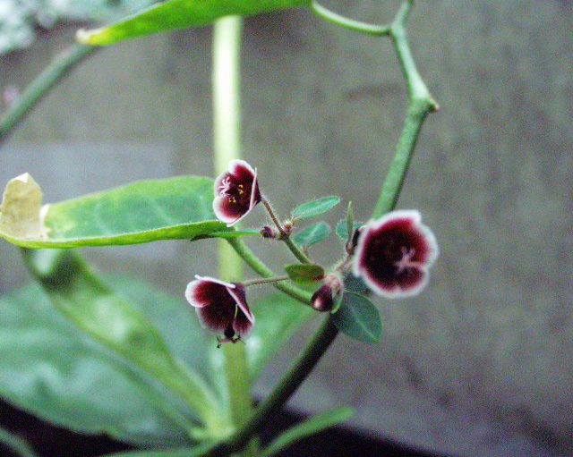 Euphorbia guiengola