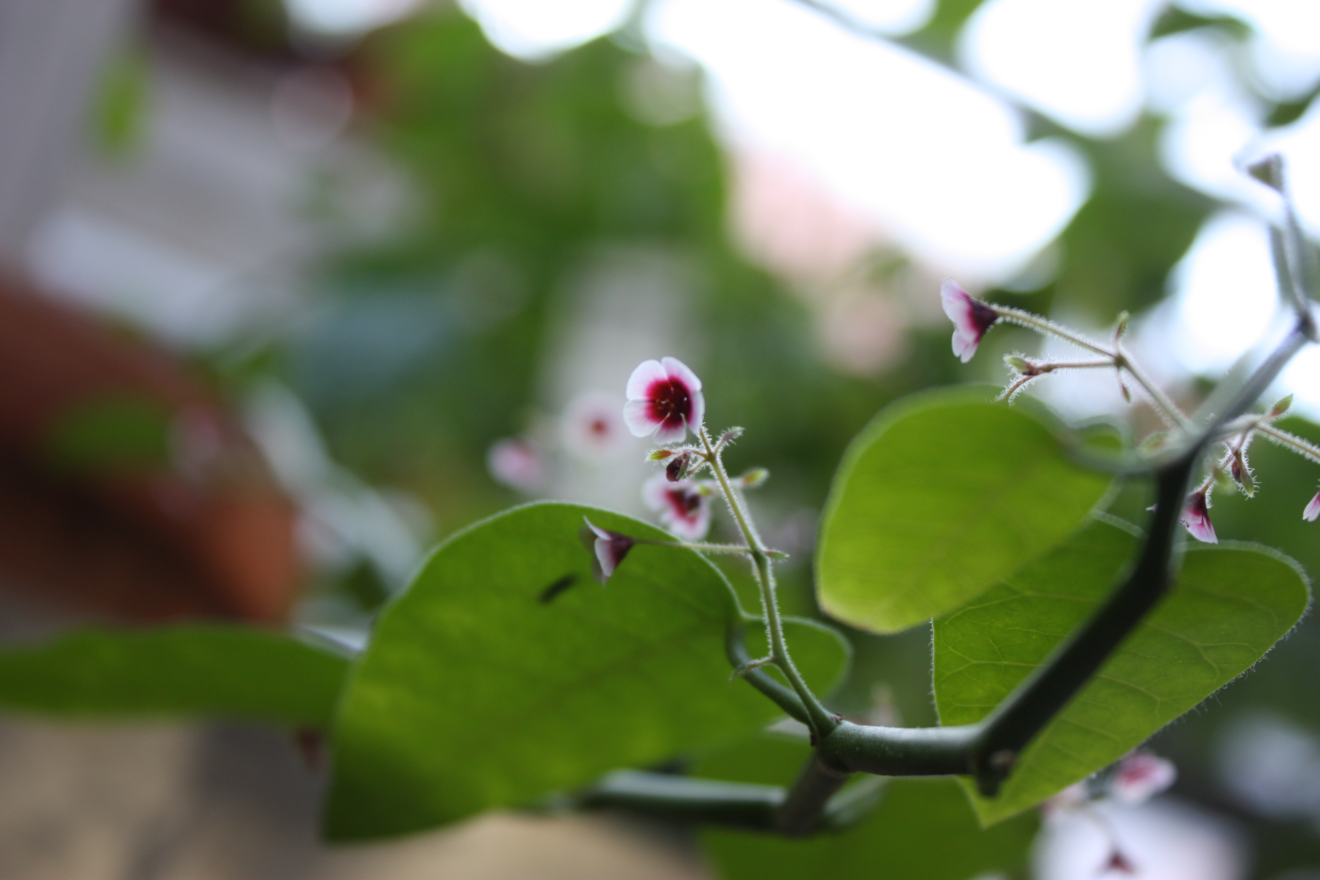 Euphorbia guiengola