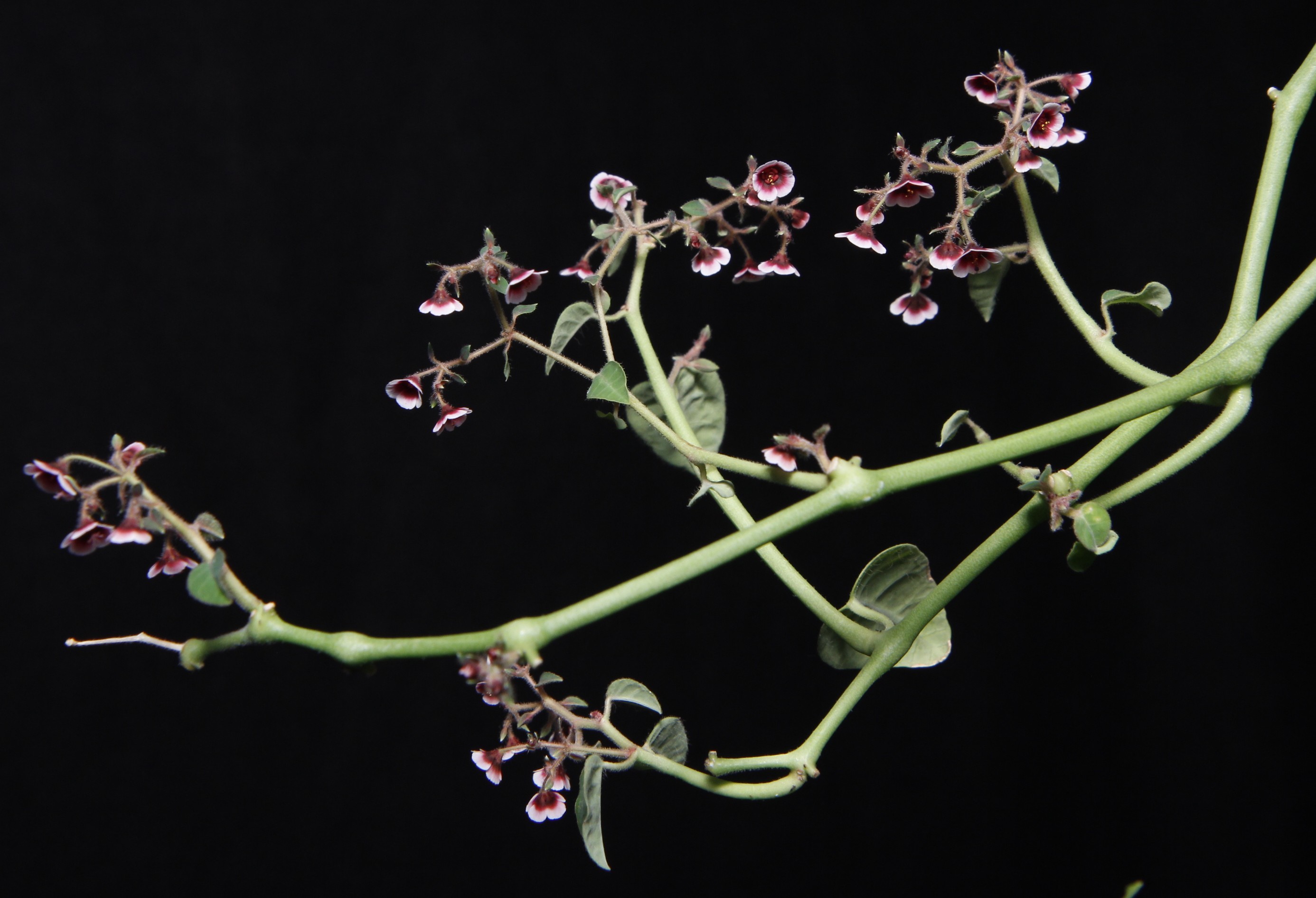 Euphorbia guiengola