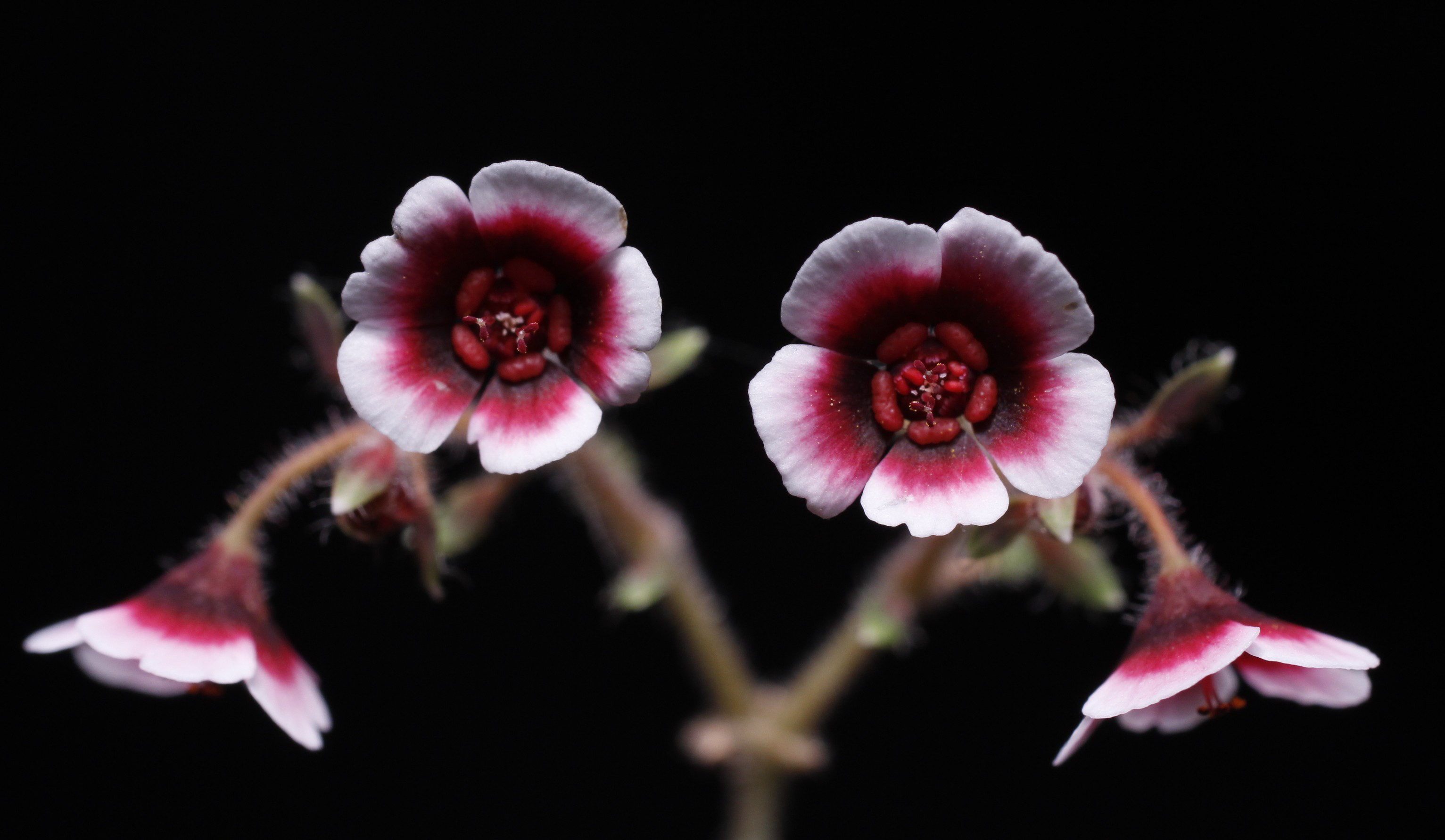 Euphorbia guiengola