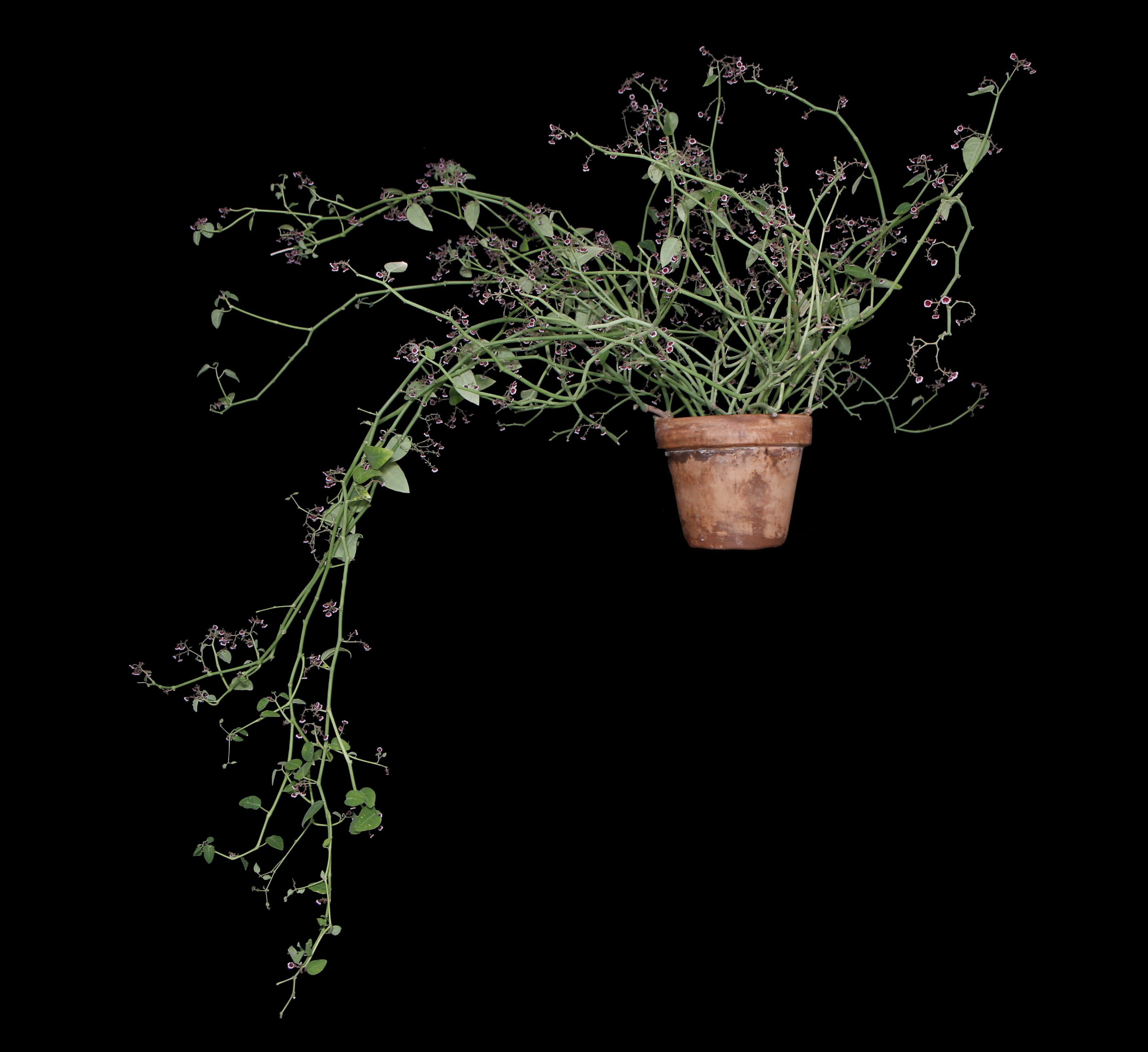 Euphorbia guiengola