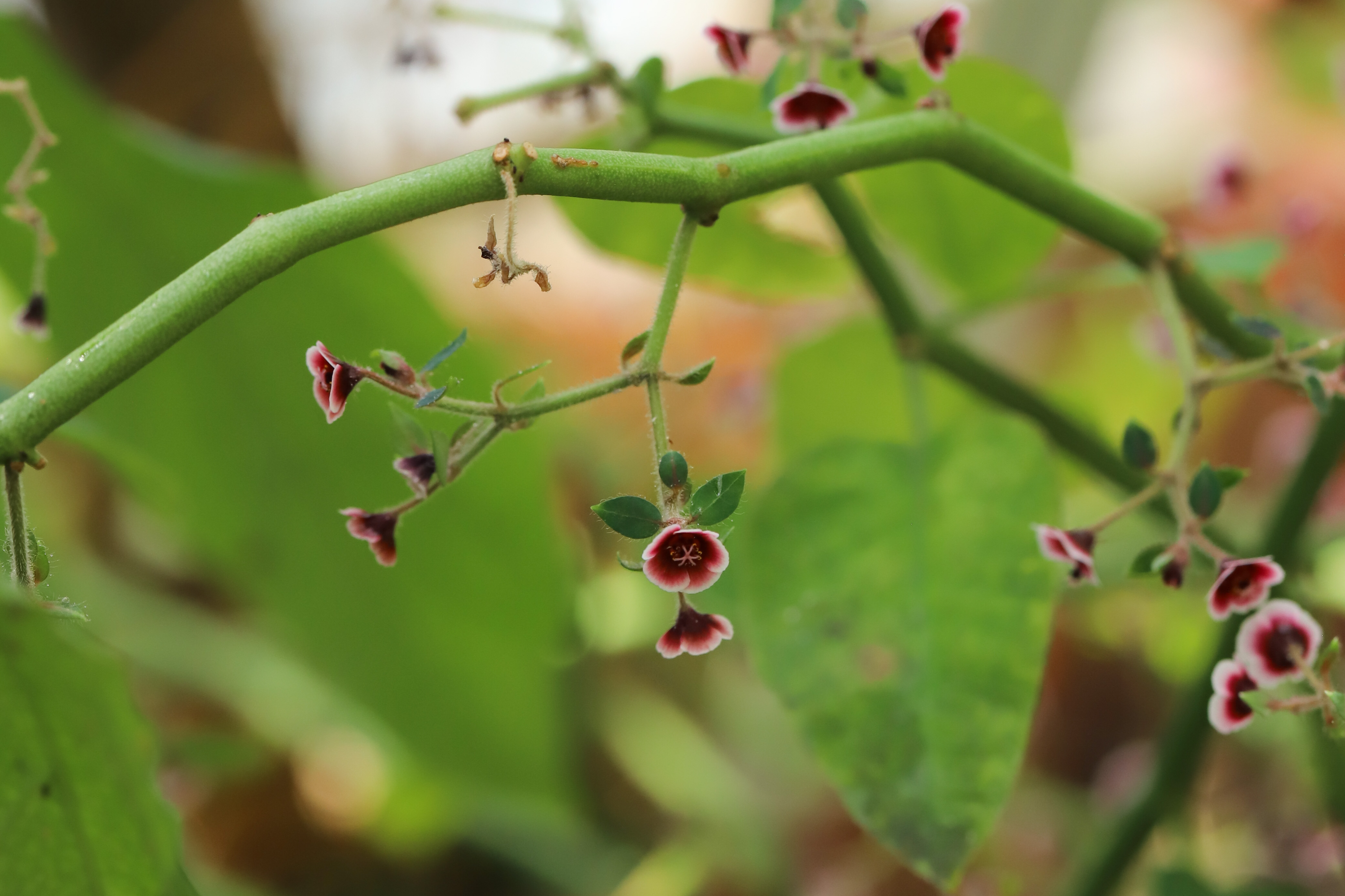 Euphorbia guiengola