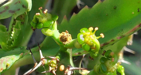 Euphorbia knuthii