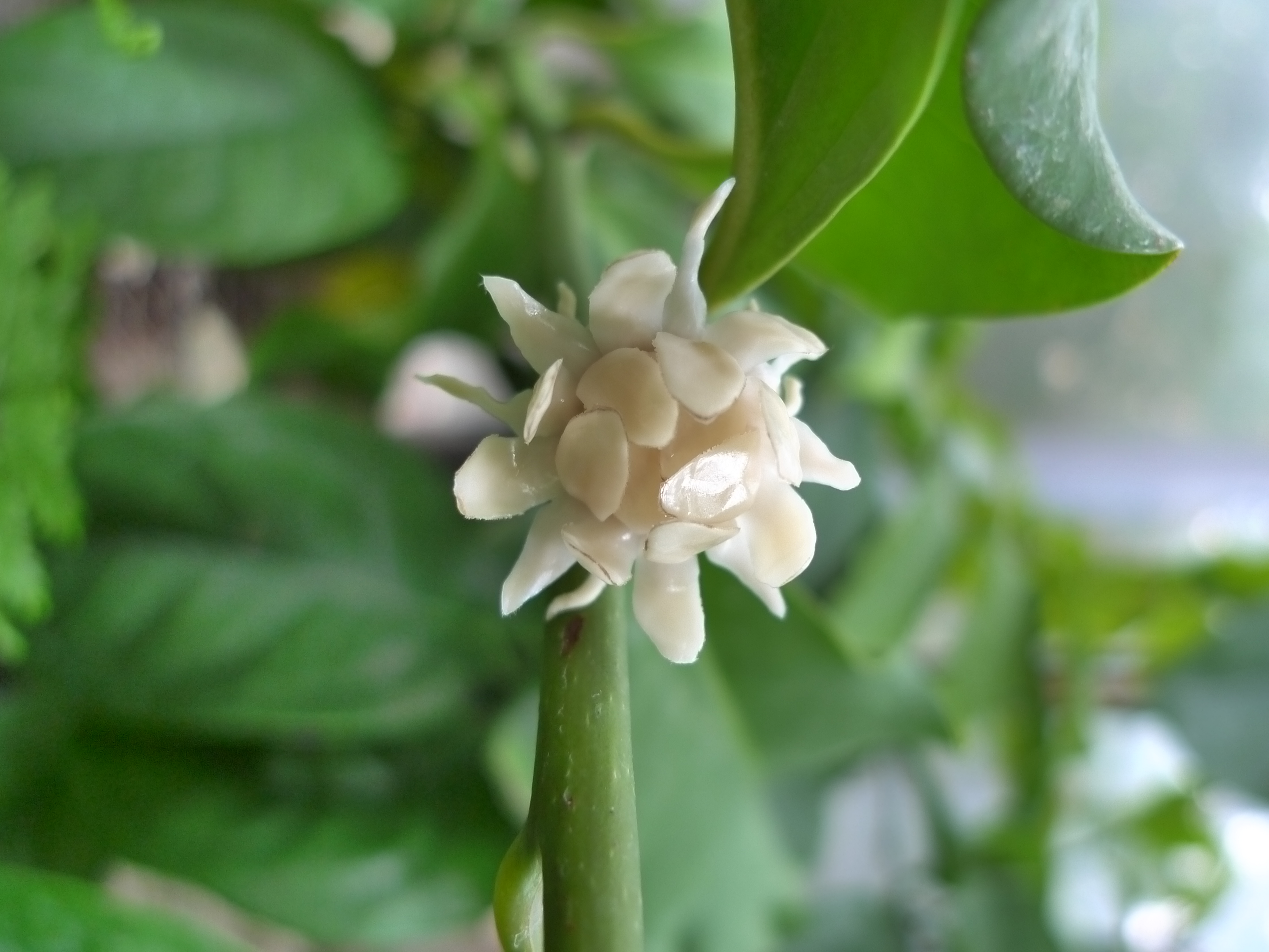 Eupomatia laurina