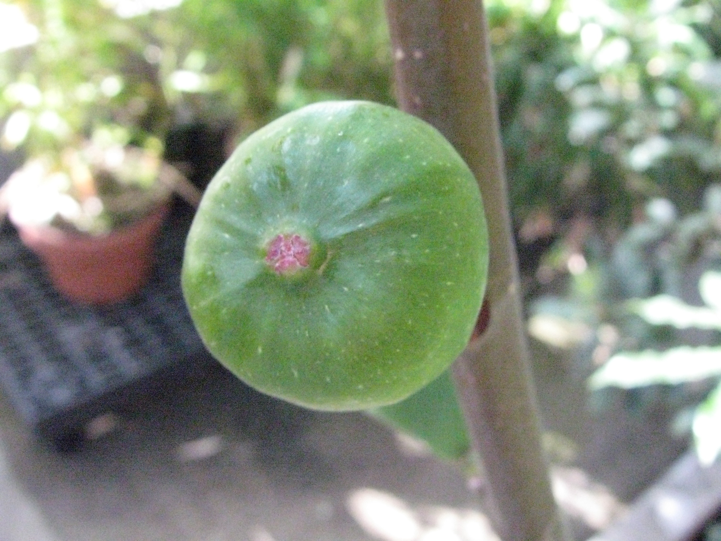 Ficus carica
