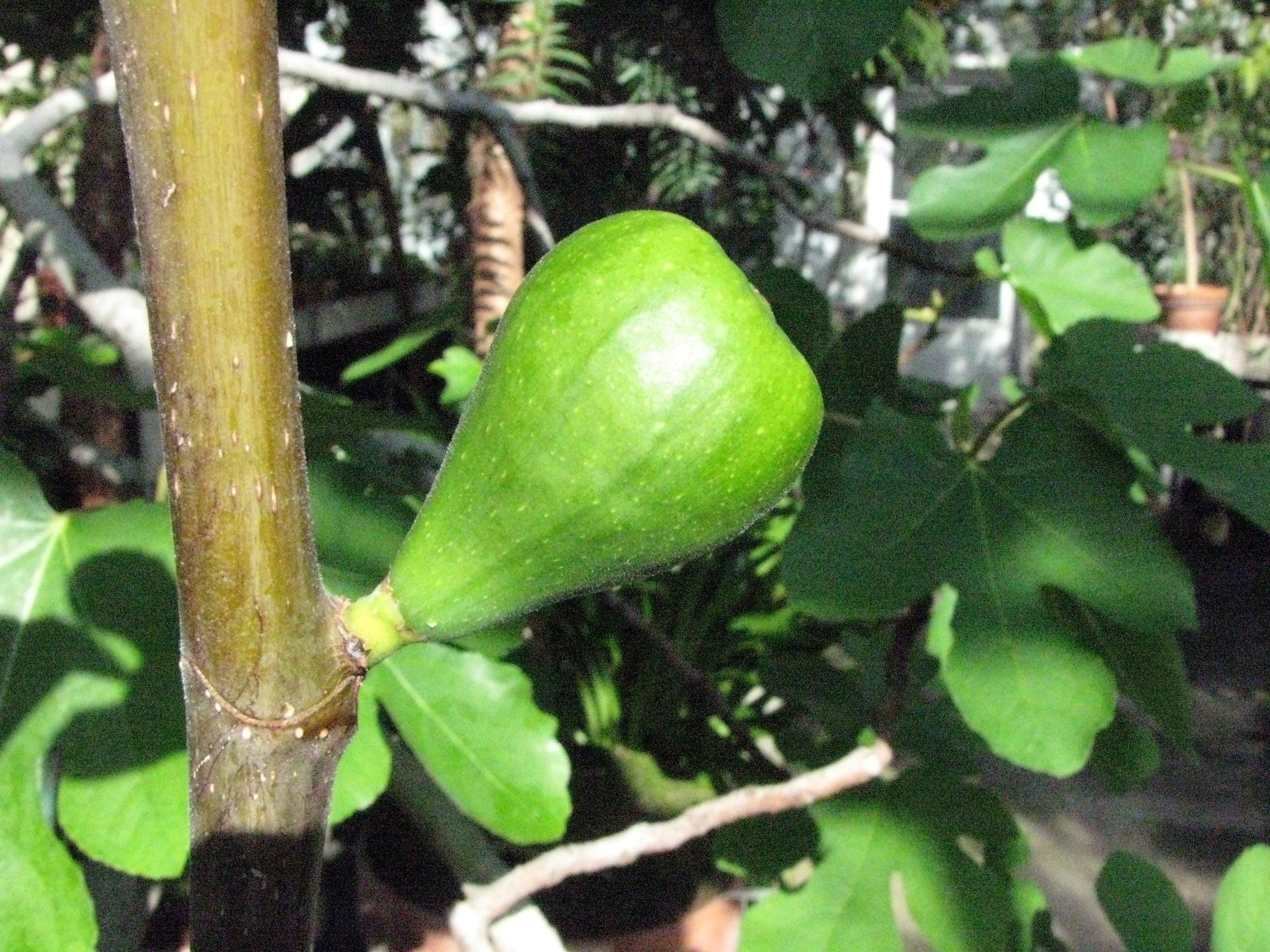 Ficus carica