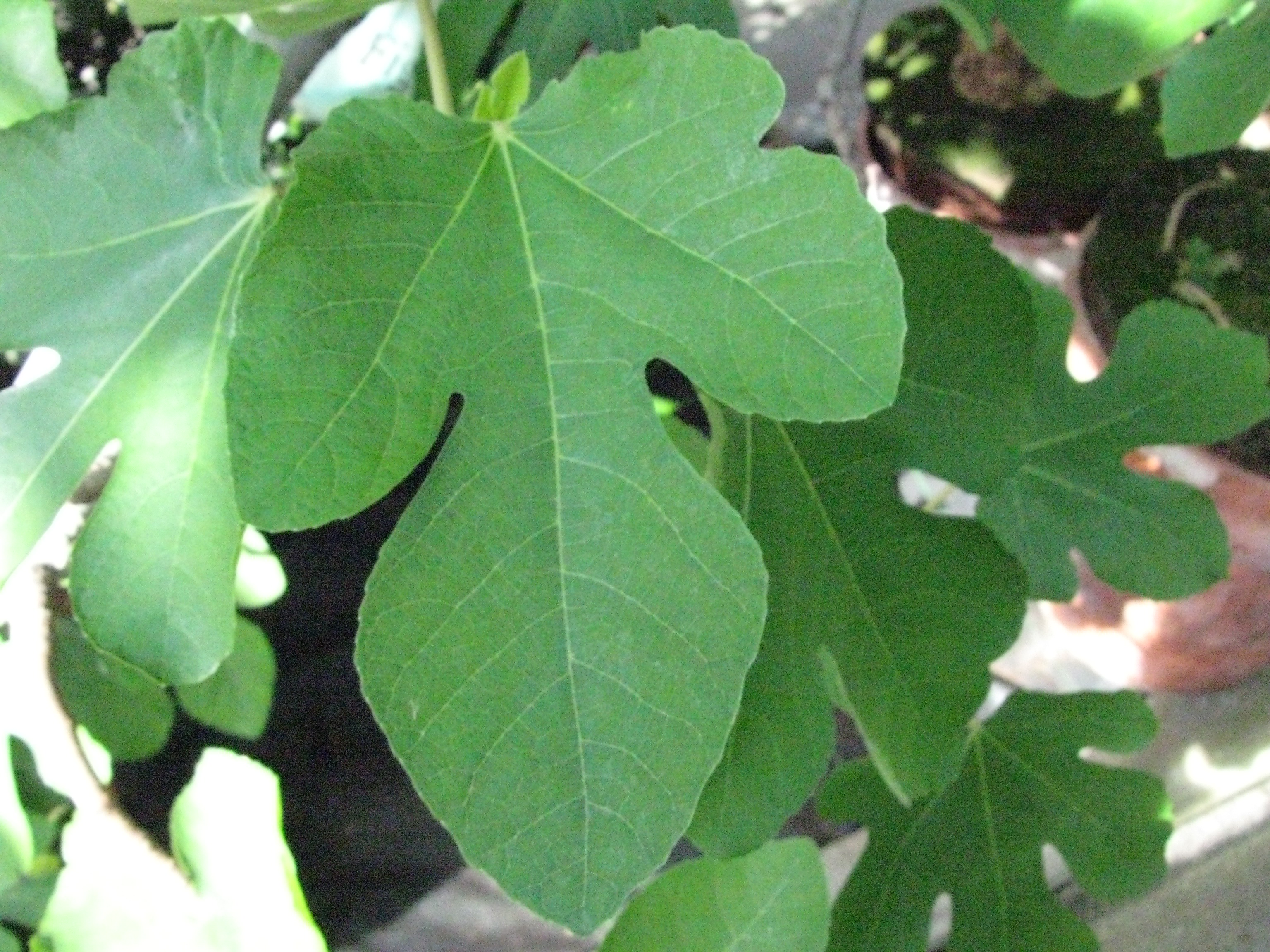 Ficus carica