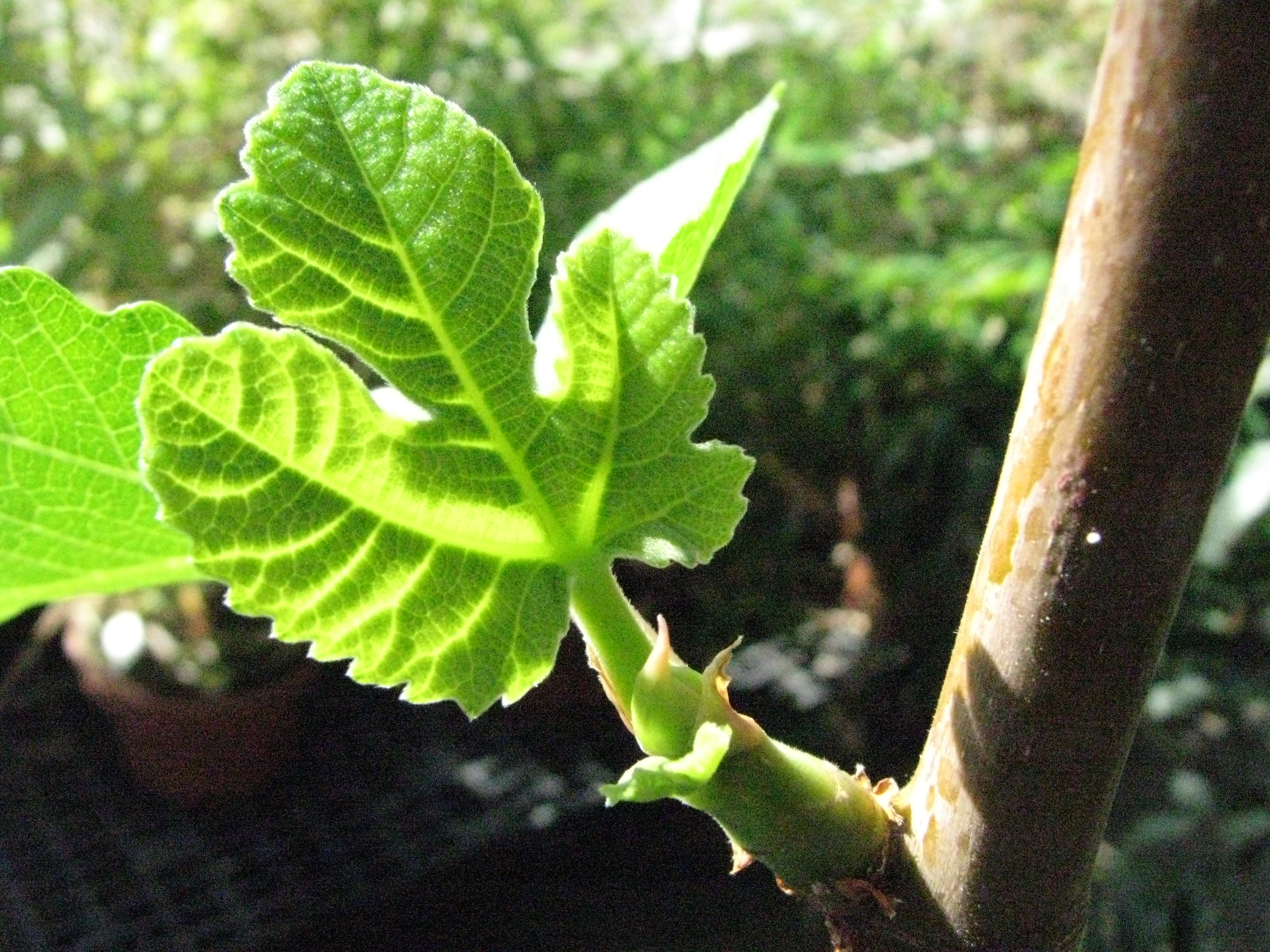 Ficus carica