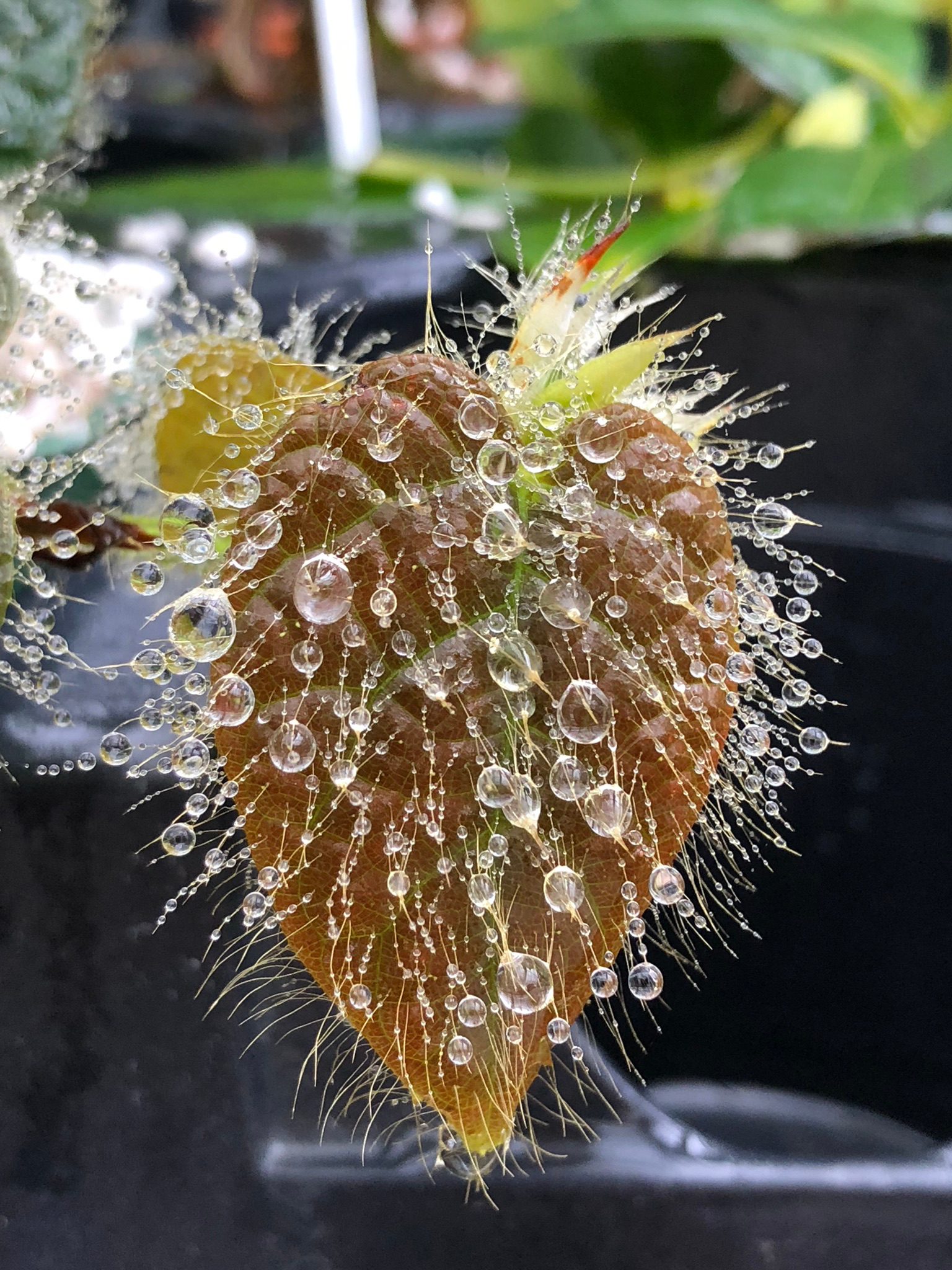 Ficus villosa