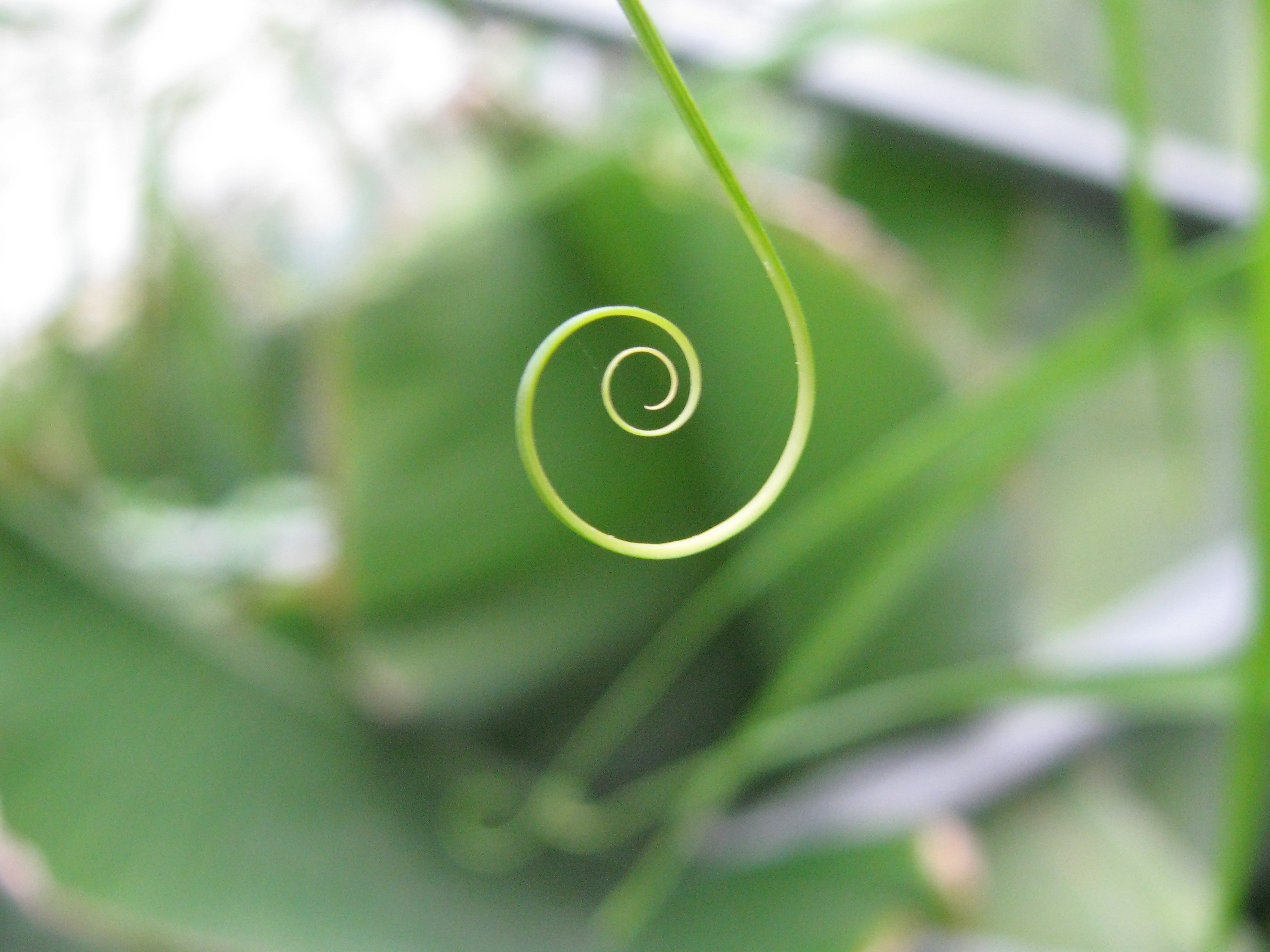 Flagellaria indica