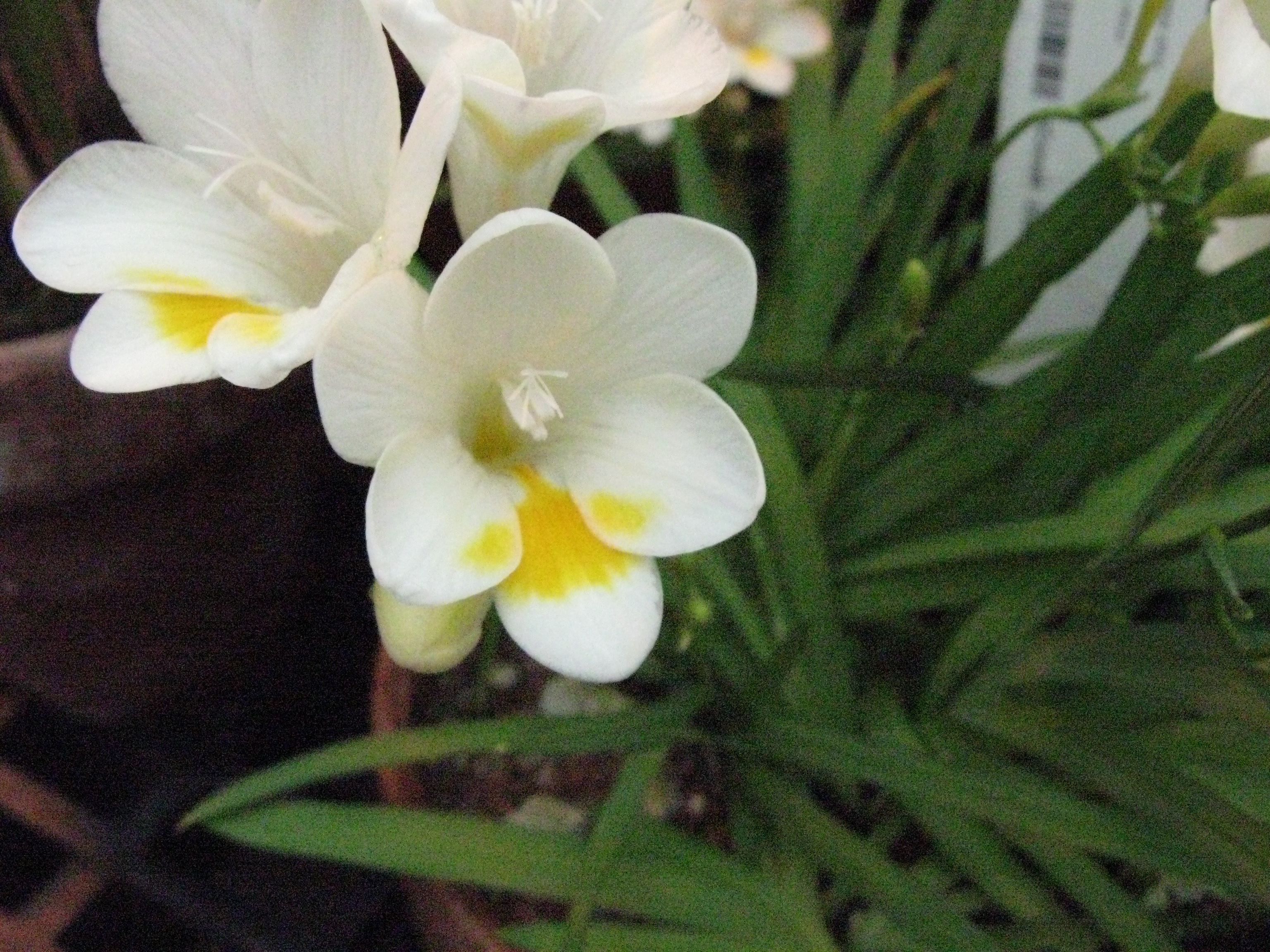 Freesia alba