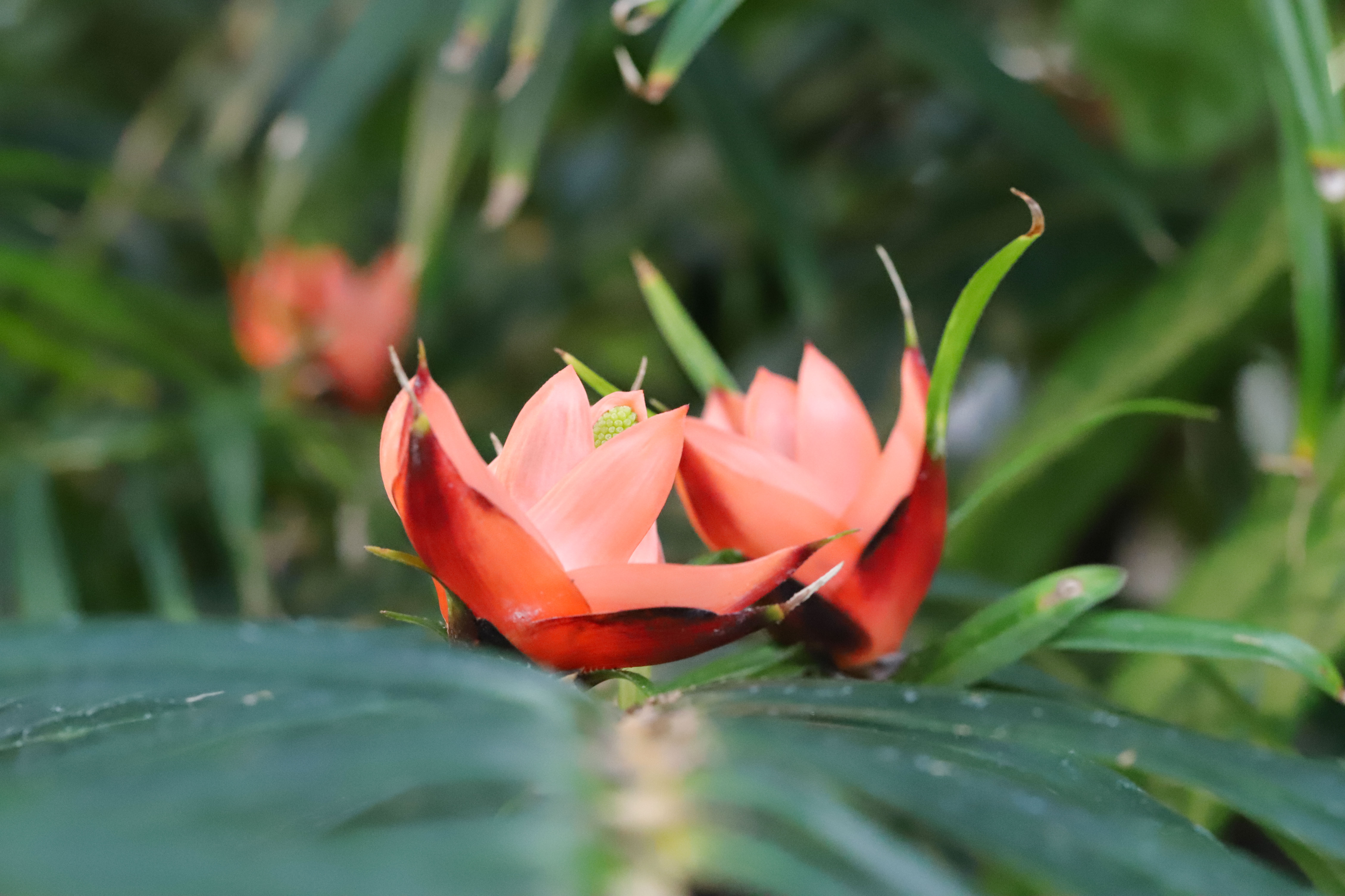 Freycinetia multiflora