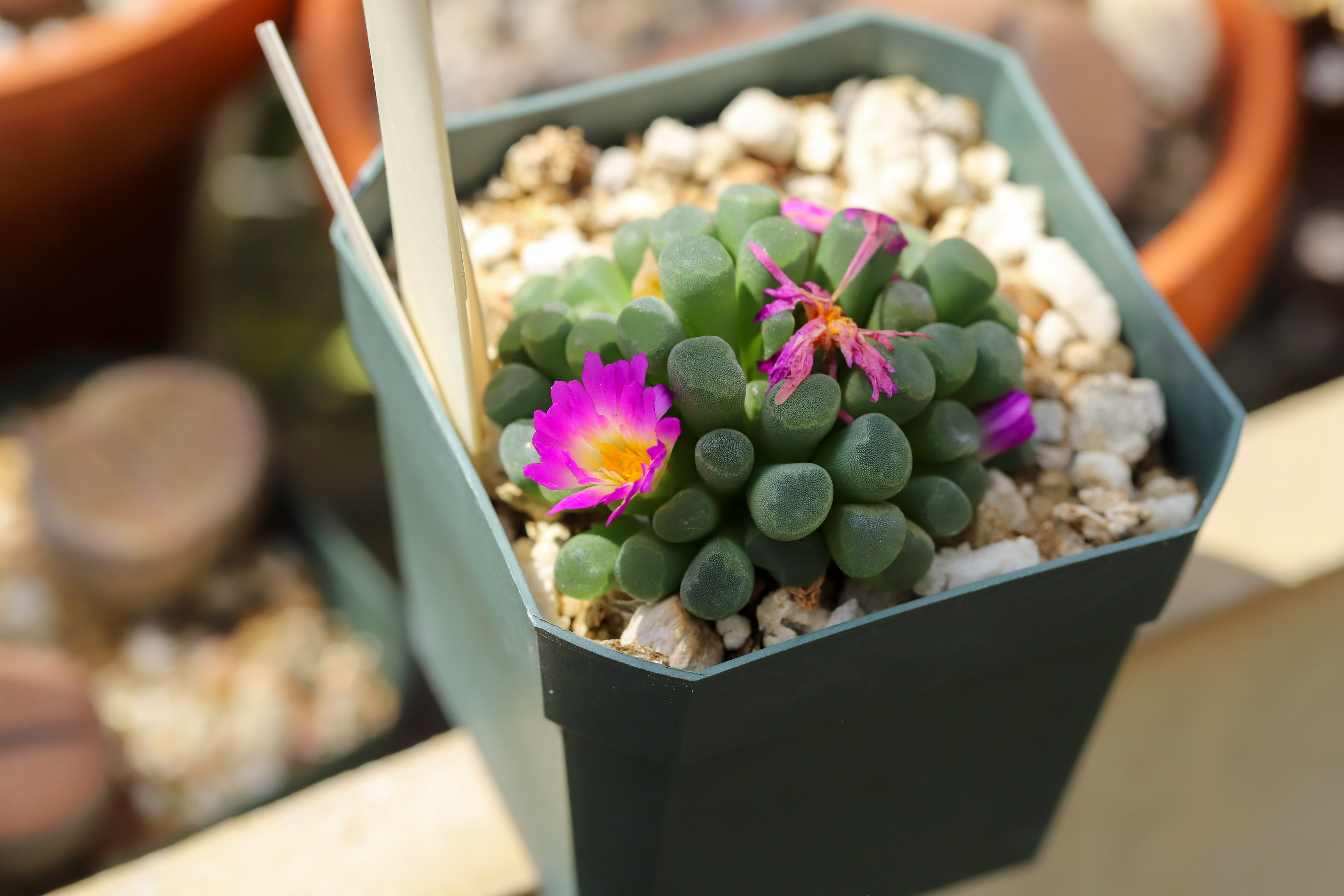 Frithia pulchra