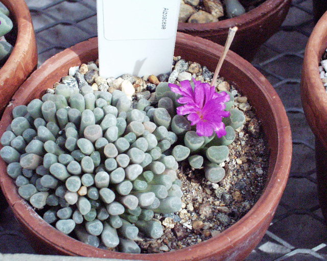 Frithia pulchra