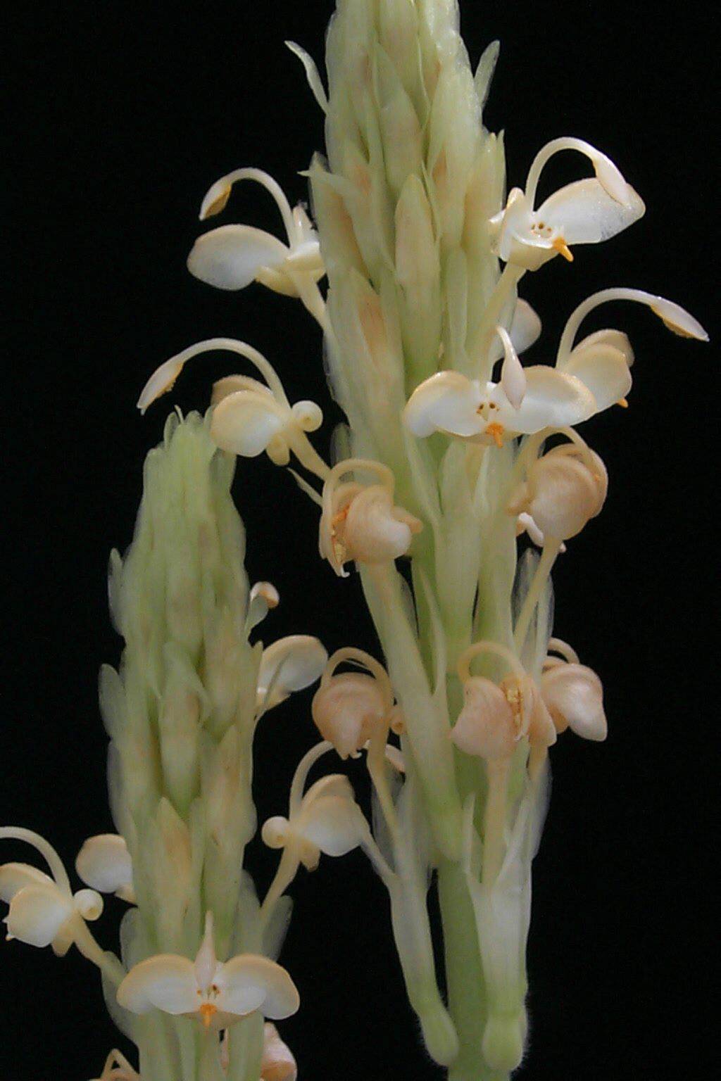 Gagnepainia thoreliana