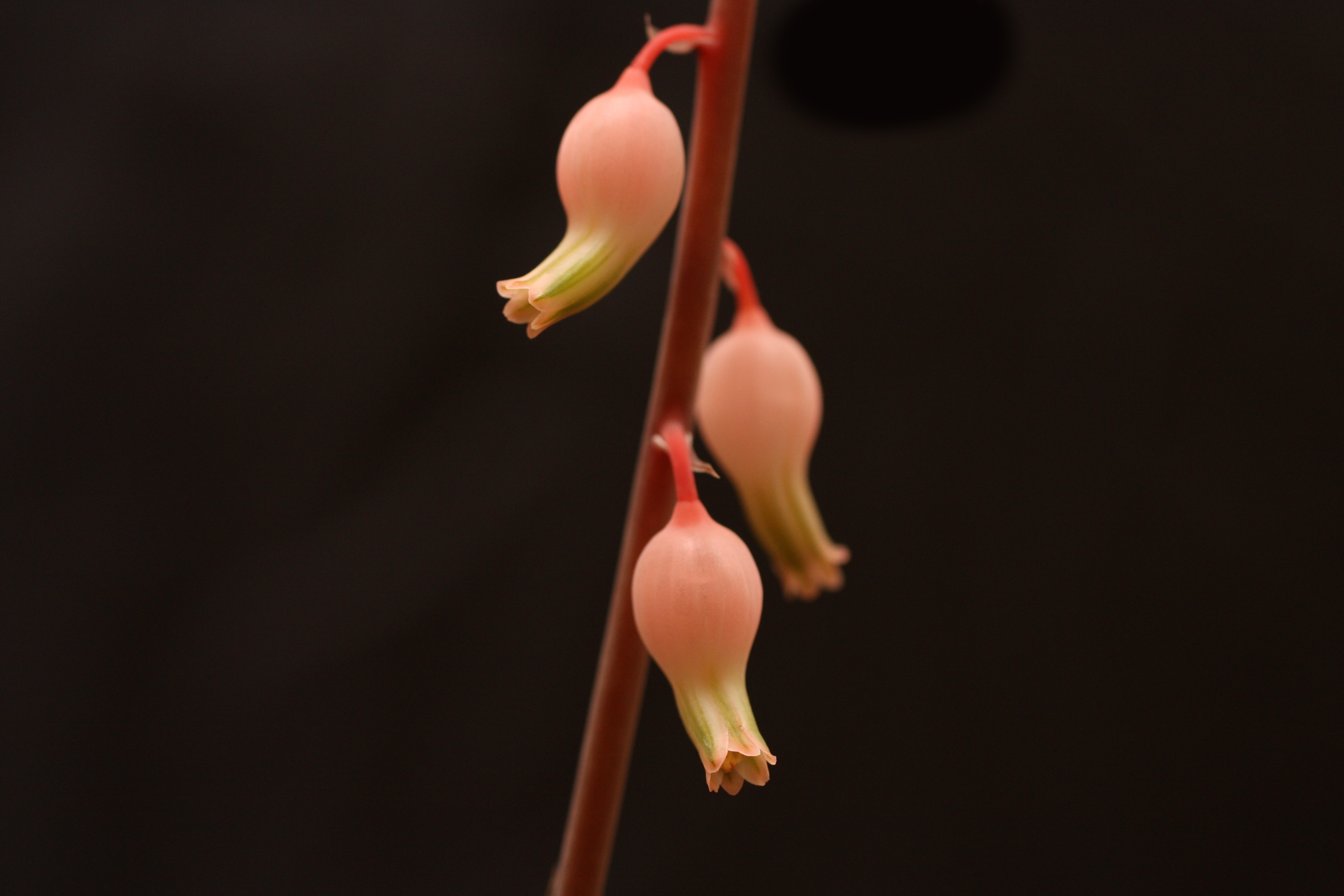 Gasteria obliqua