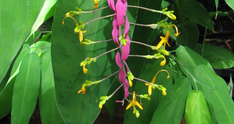 Globba winitii