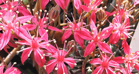 Graptopetalum bellum