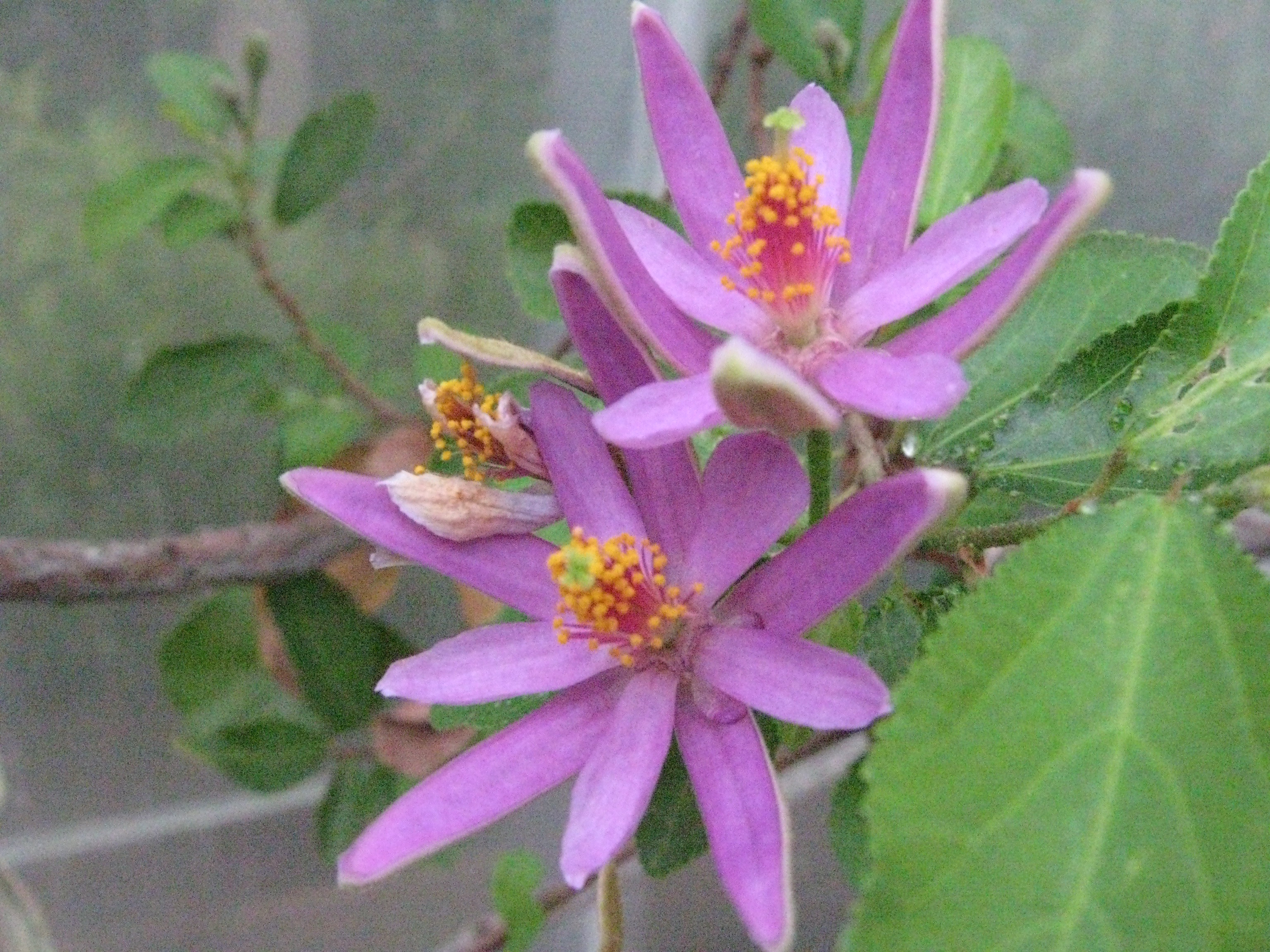 Grewia occidentalis
