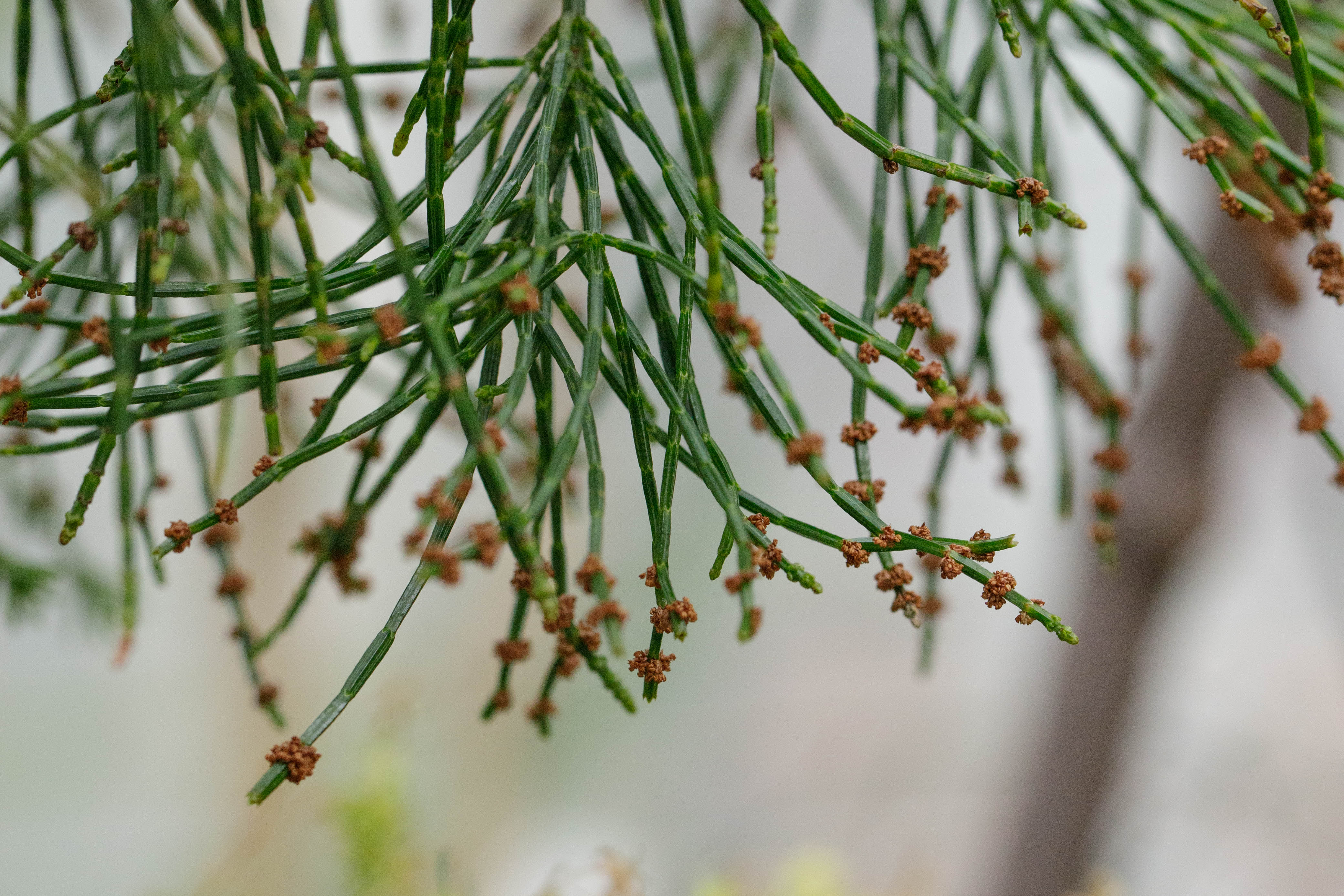 Gymnostoma deplancheanum