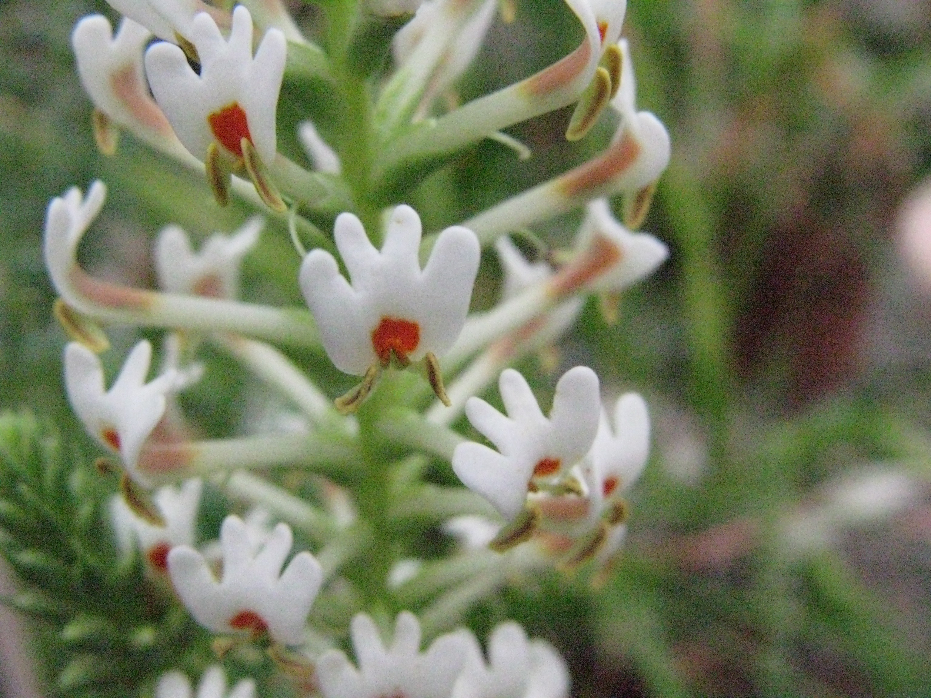 Hebenstretia dura