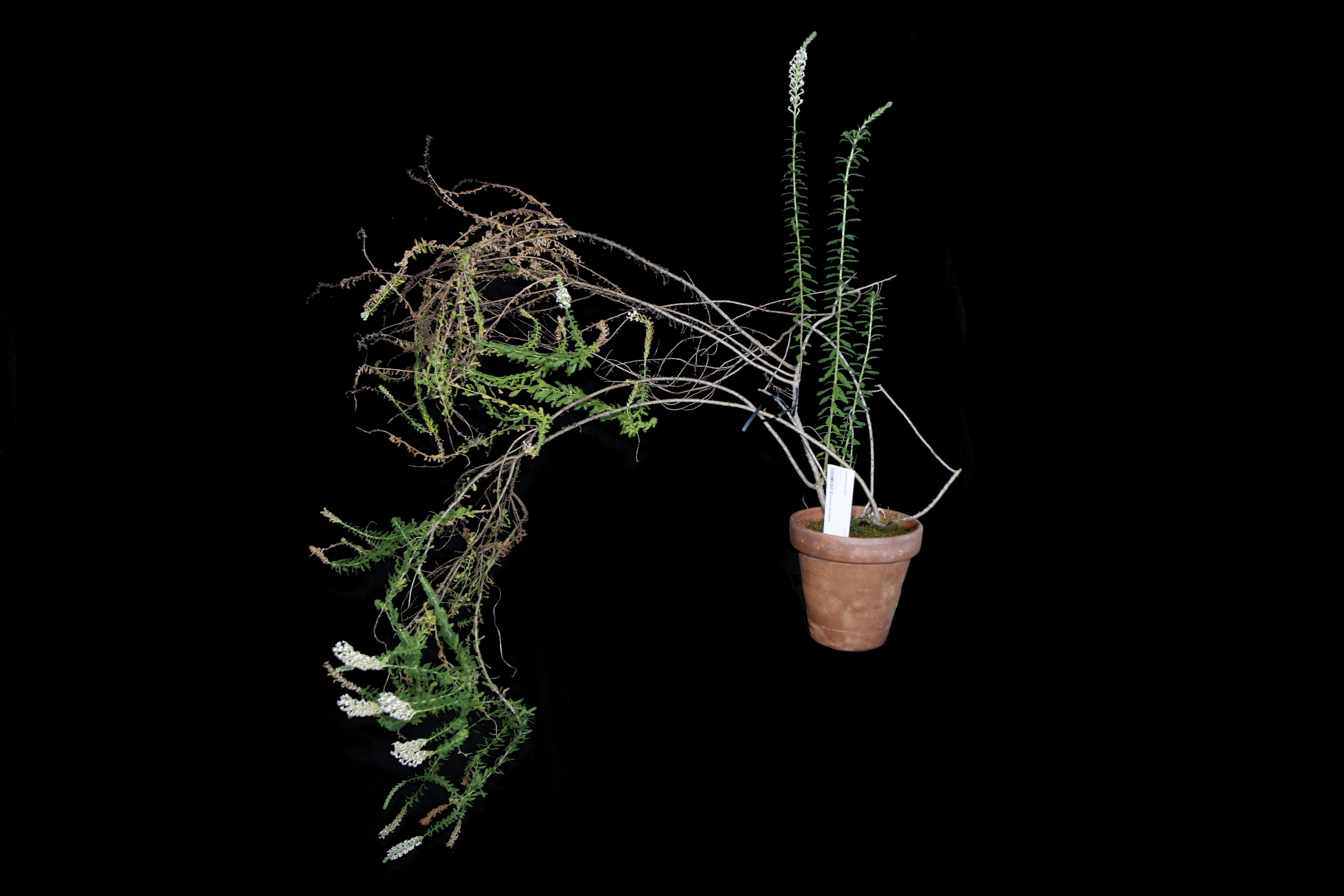 Hebenstretia dura