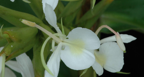 Hedychium forrestii