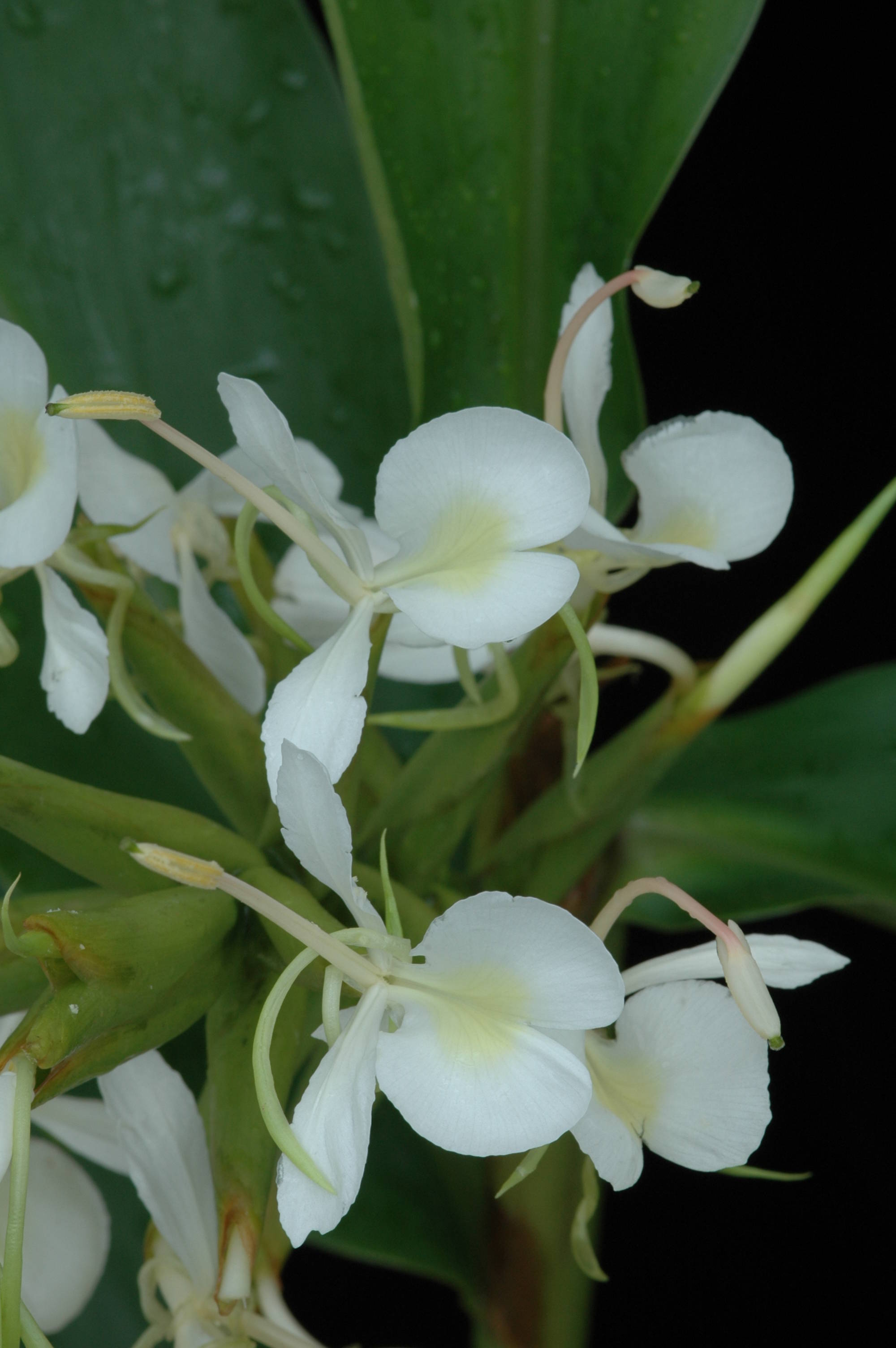 Hedychium forrestii