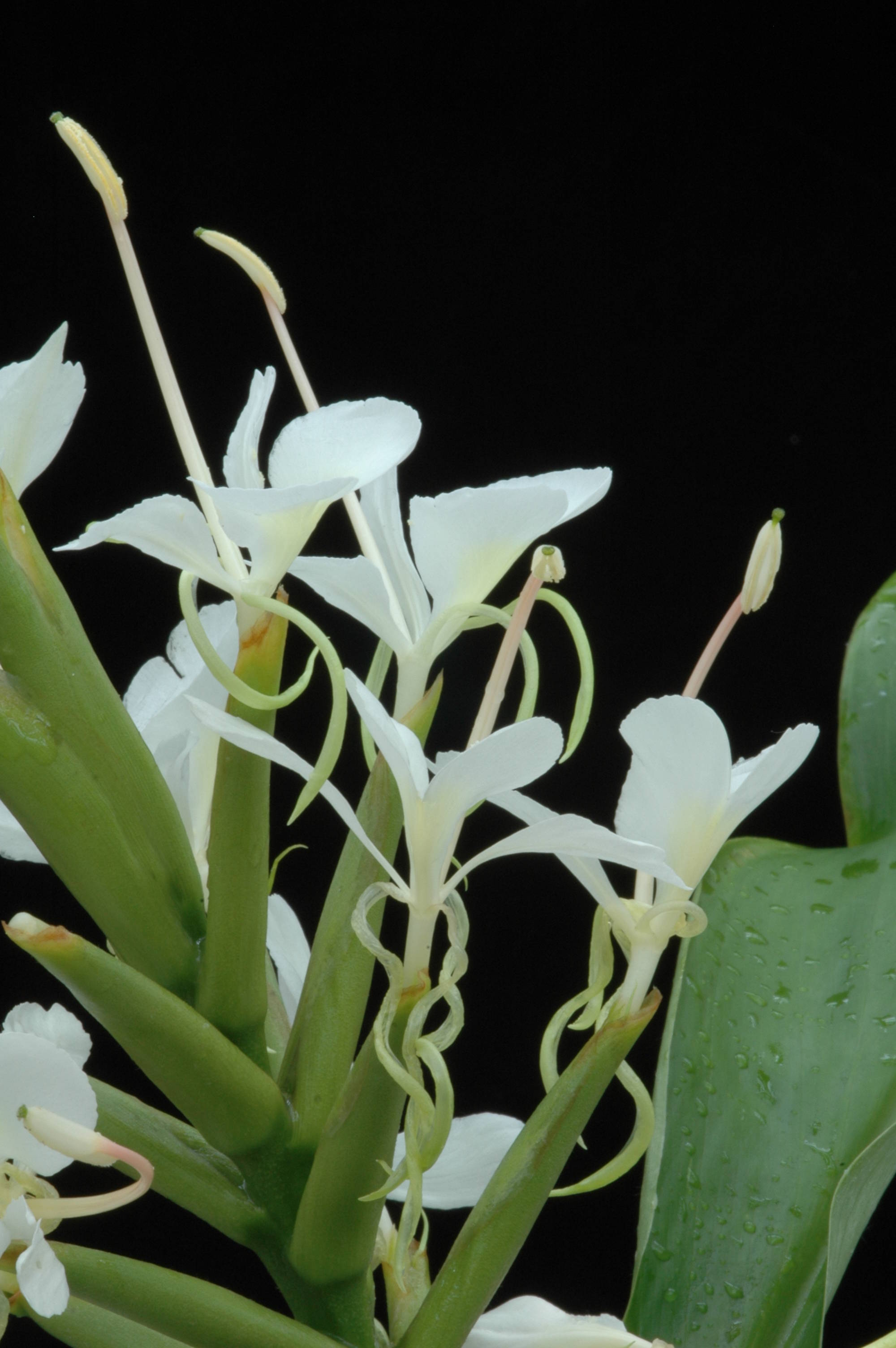 Hedychium forrestii