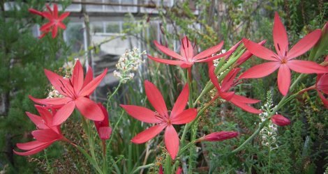 Hesperantha coccinea