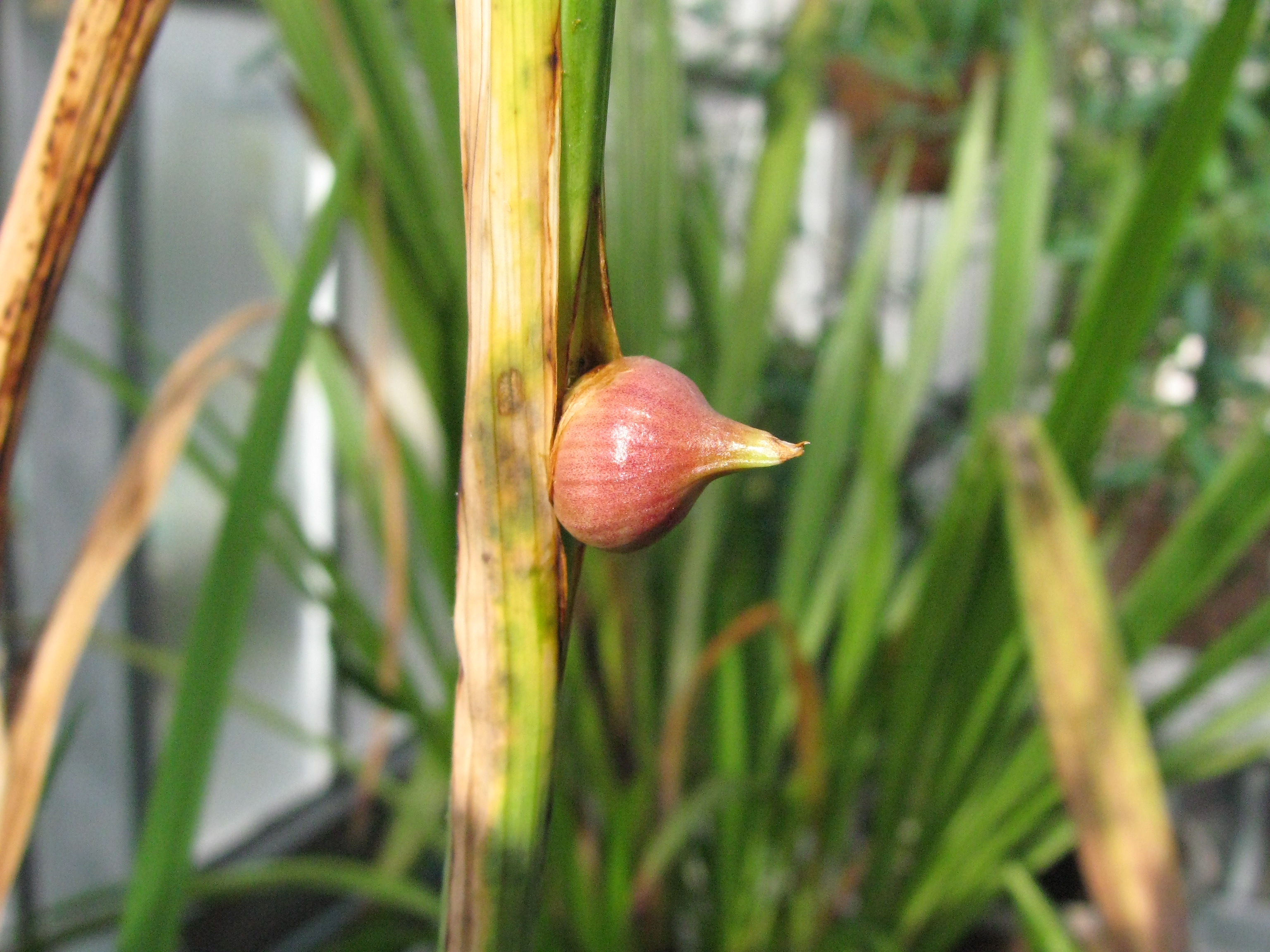 Hesperantha coccinea