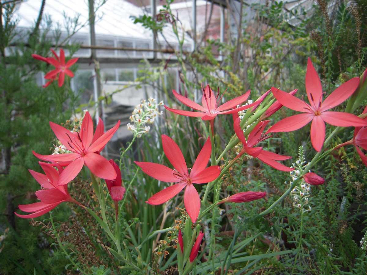 Hesperantha coccinea