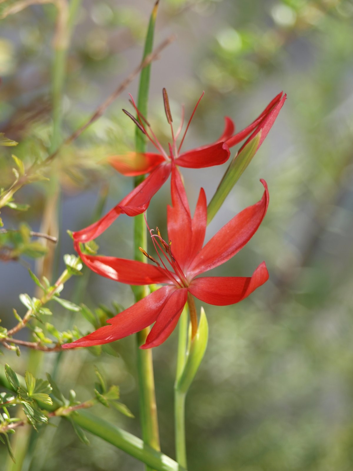 Hesperantha coccinea