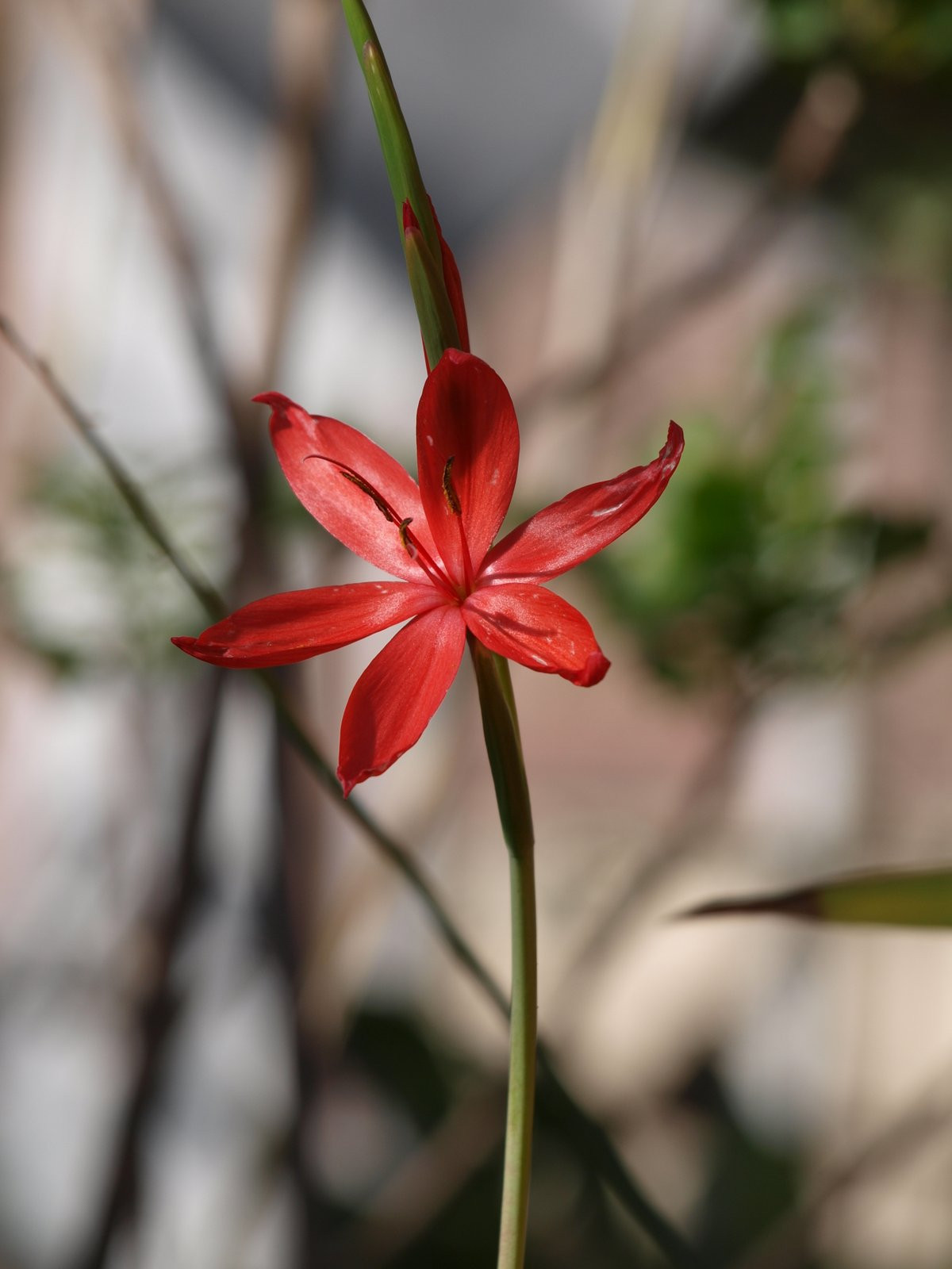 Hesperantha coccinea